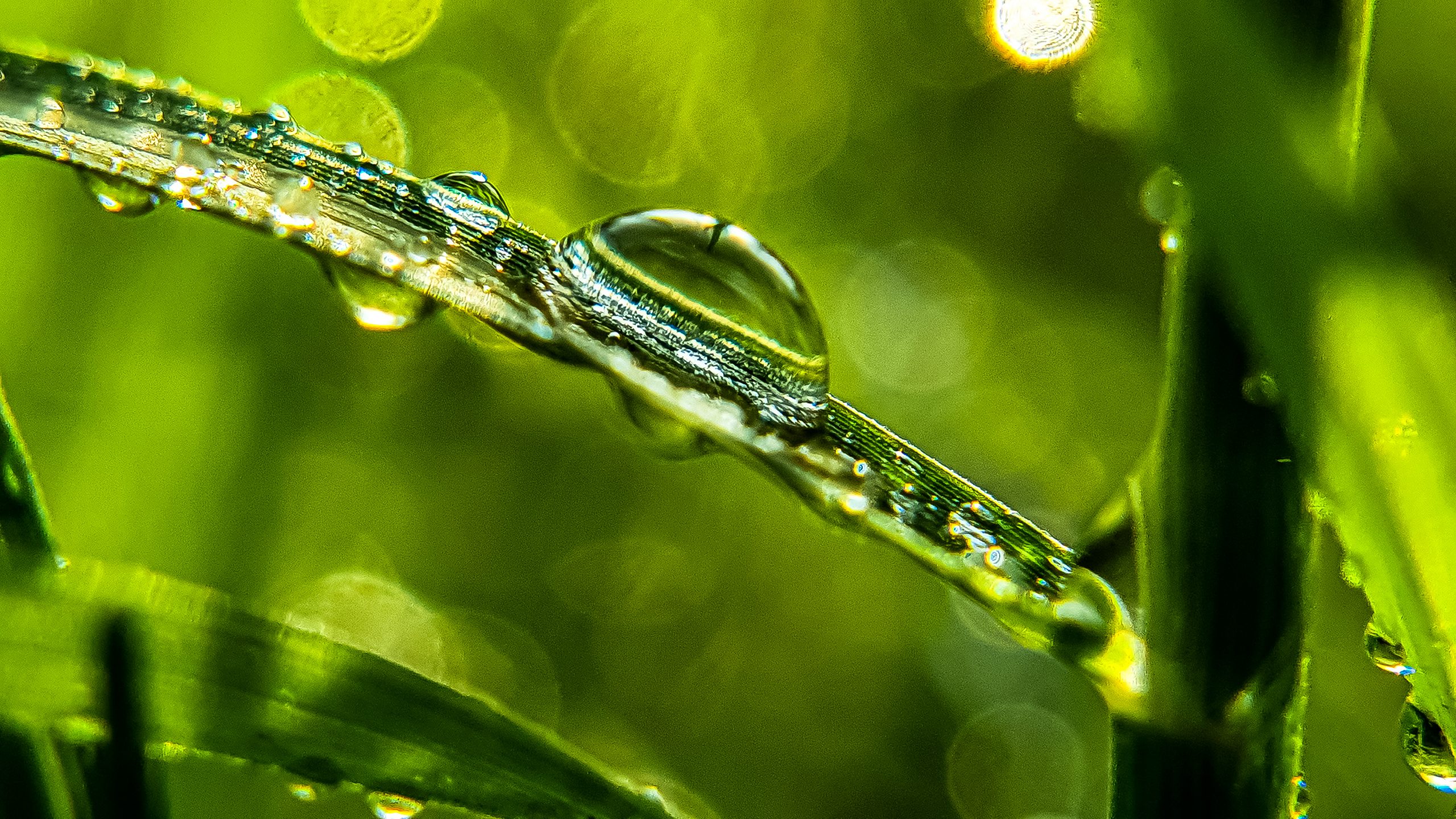 Water Droplets on Grass