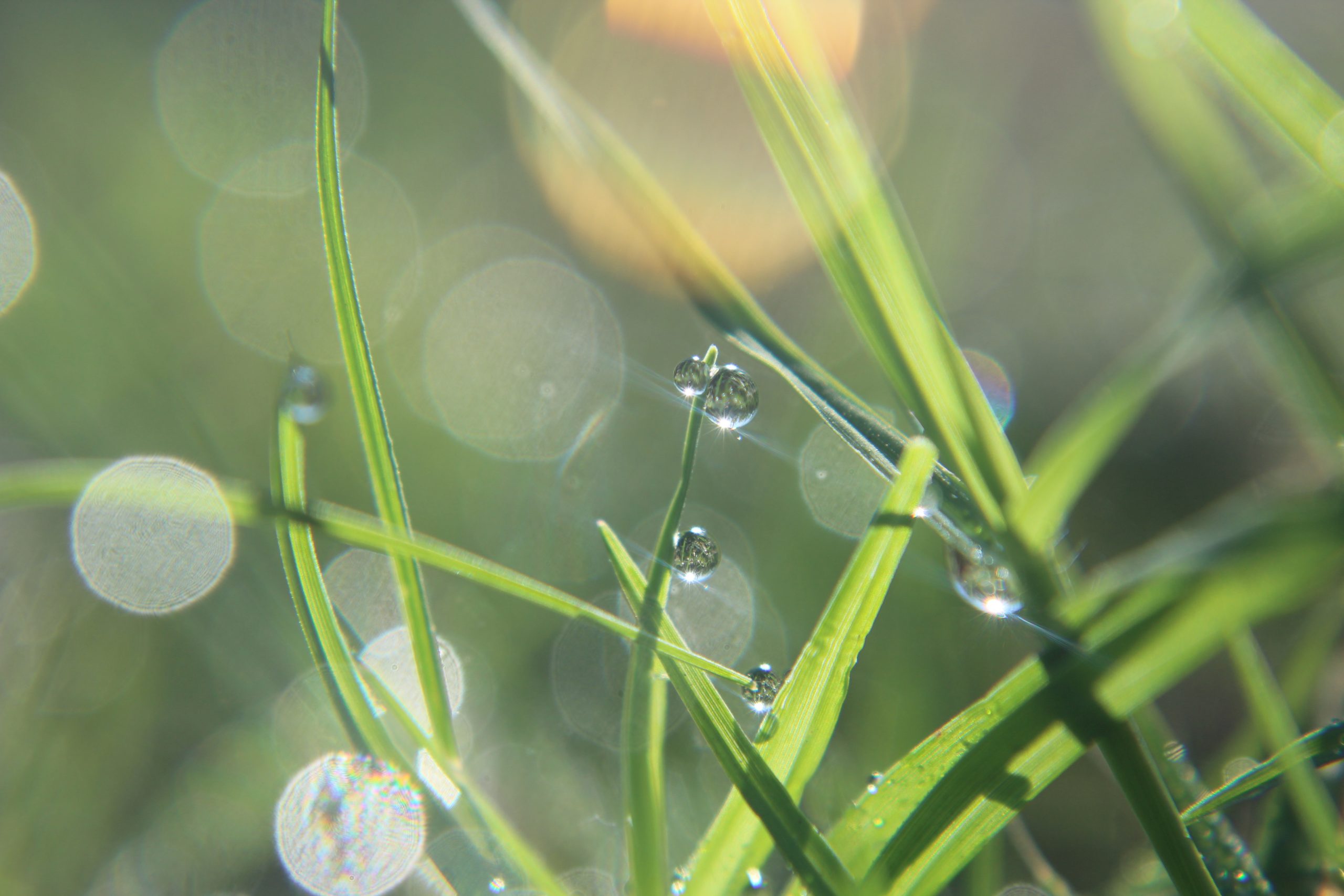 Water Droplets on Leaf - PixaHive