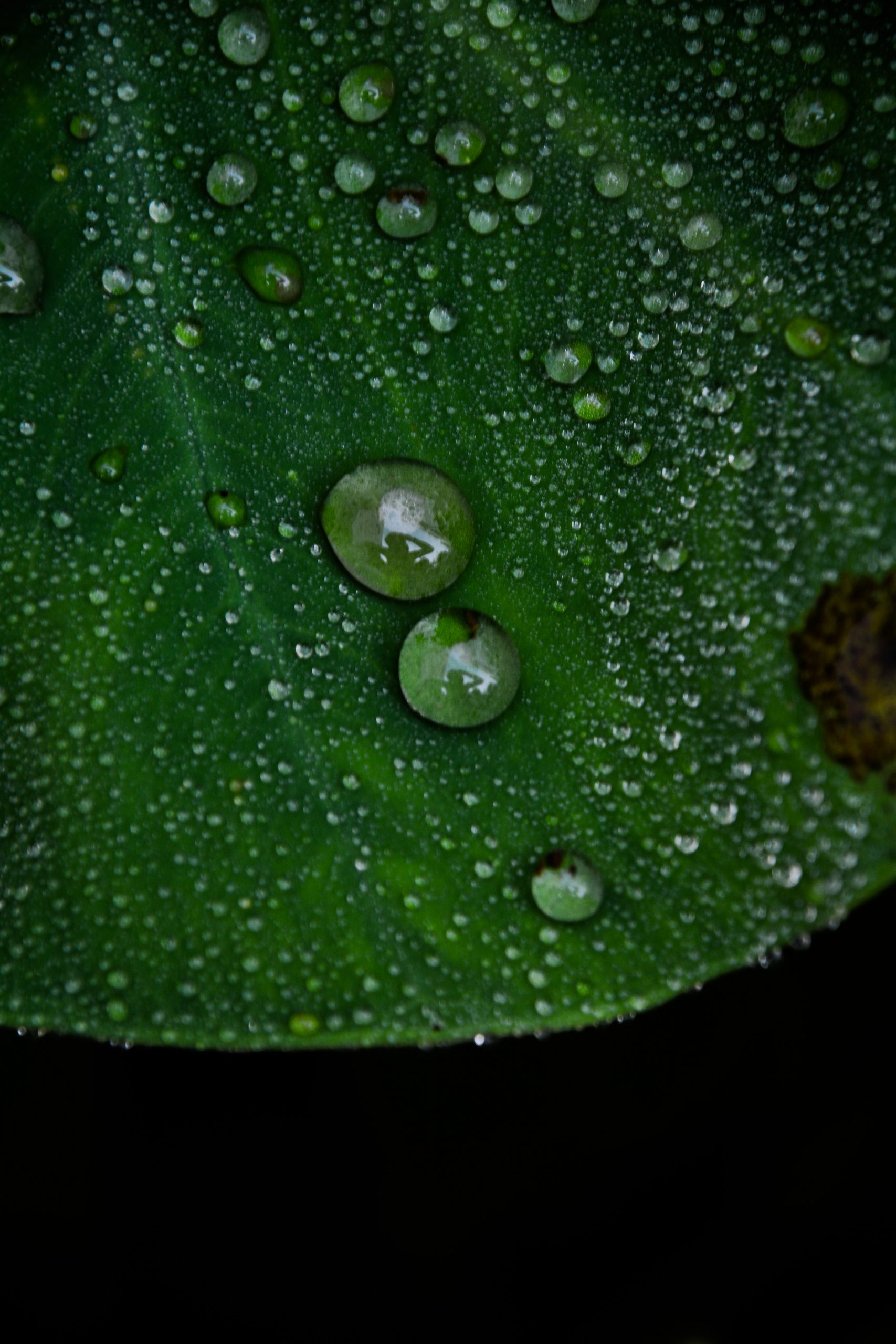 Water Droplets on Leaf