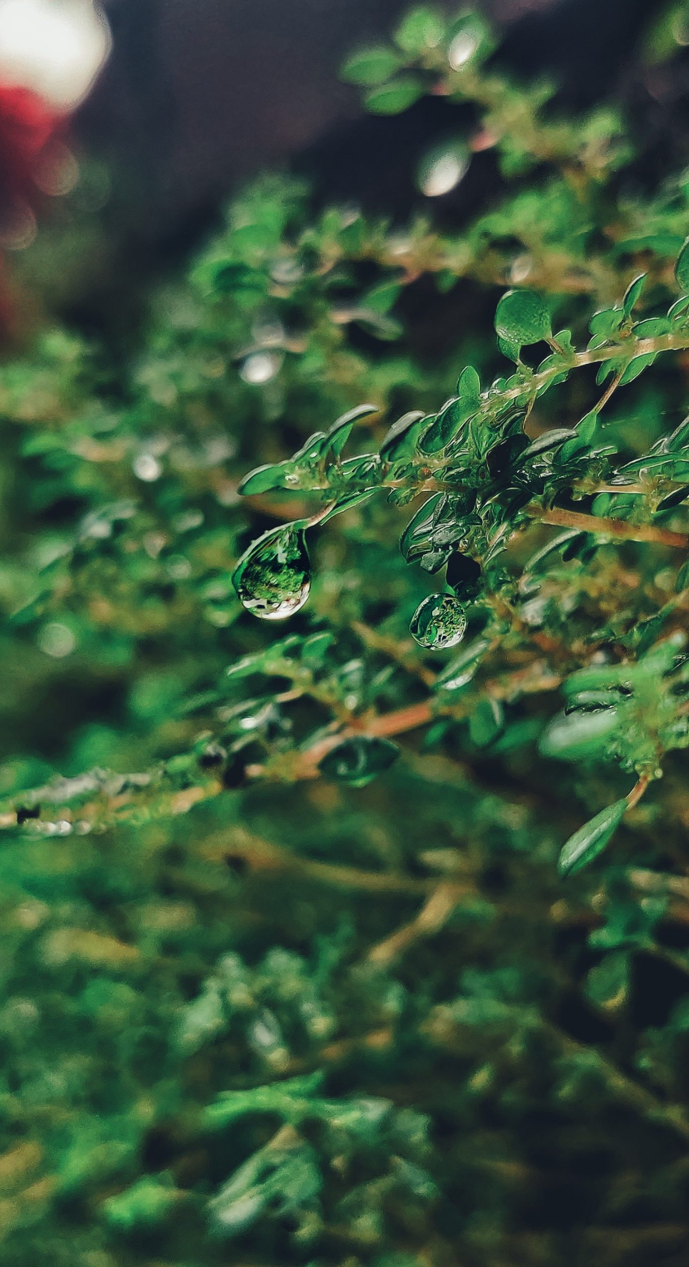 Water Droplets on Plant