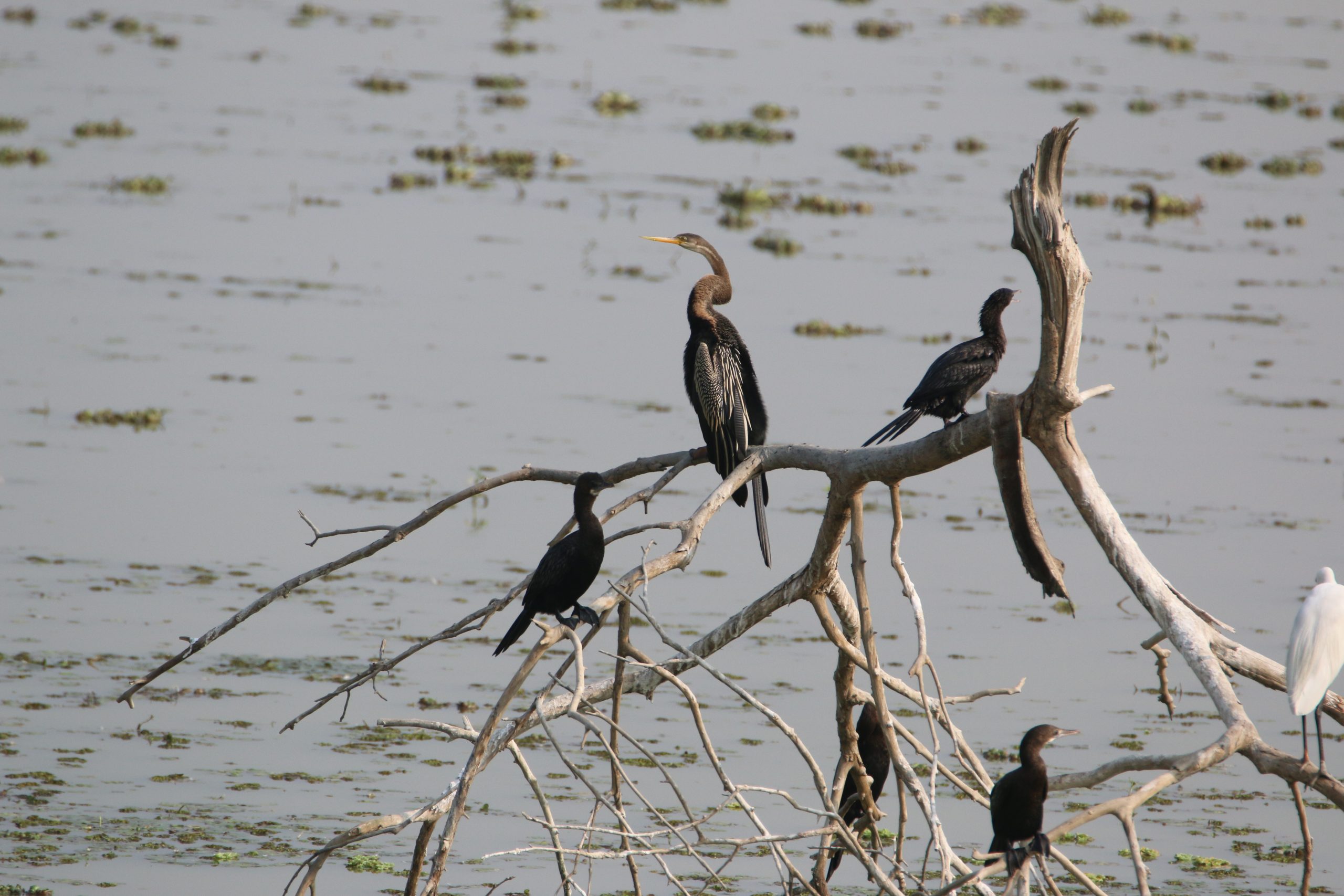 Water bird on dead tree branch