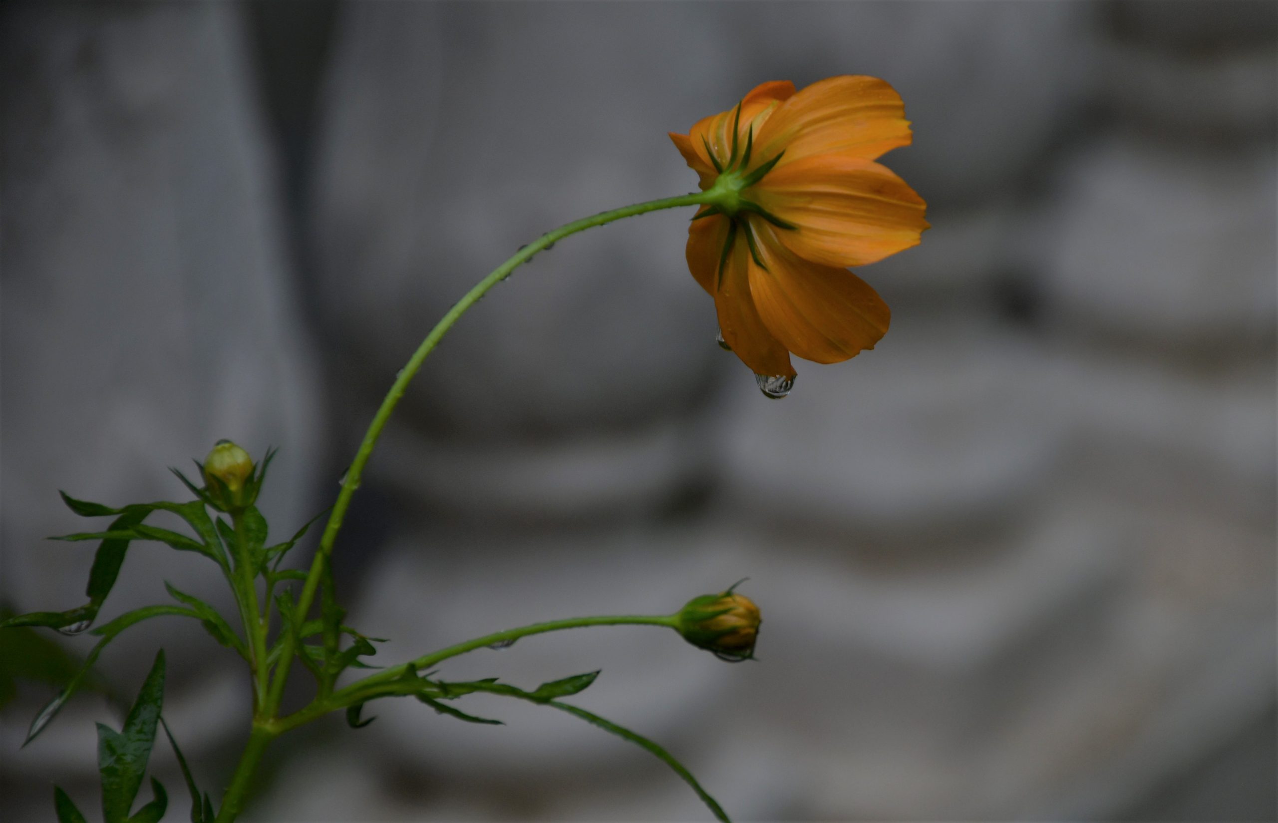 Water droplet on a Sulfur Cosmos flower
