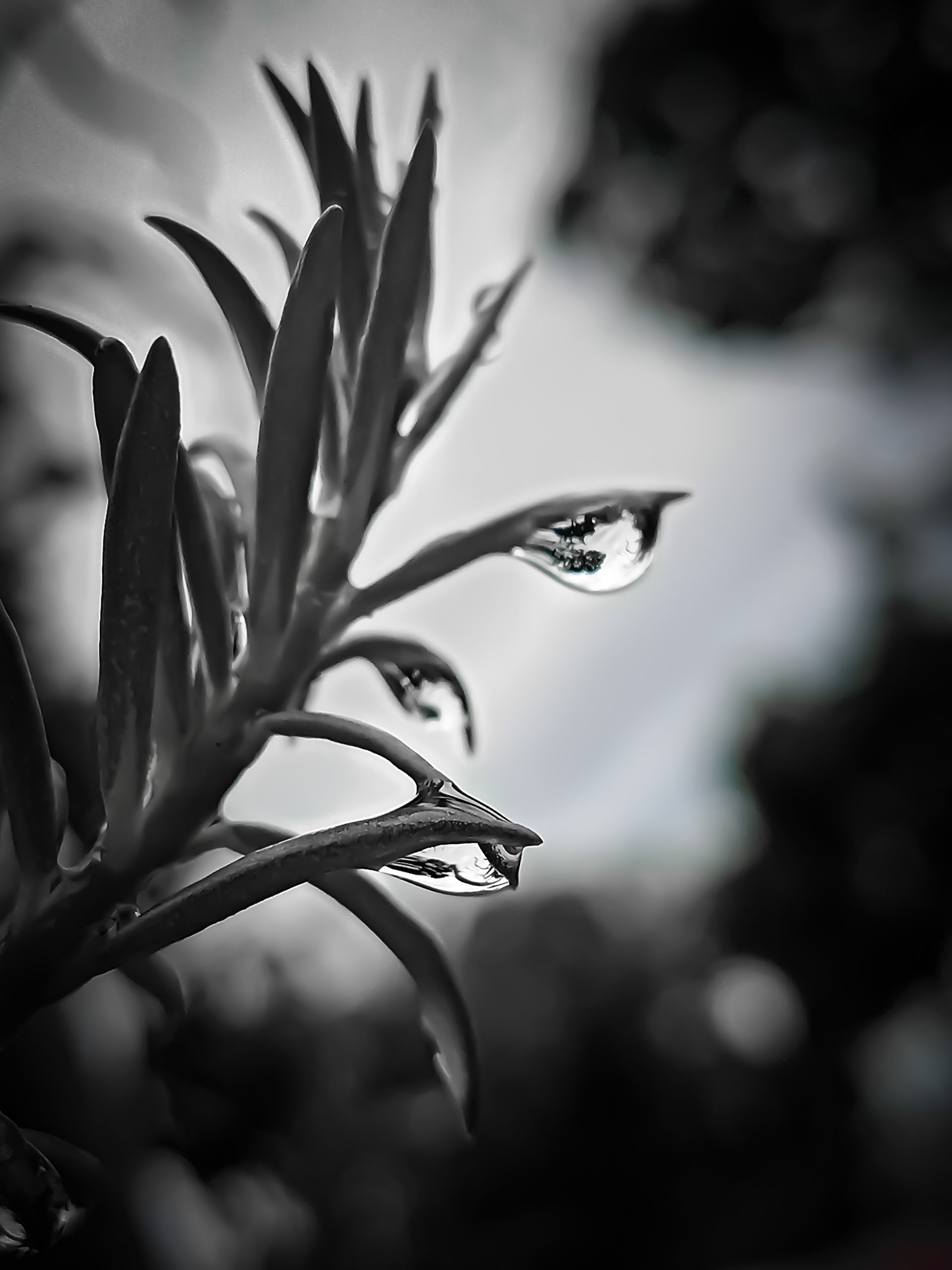 Water droplets on a plant leaves