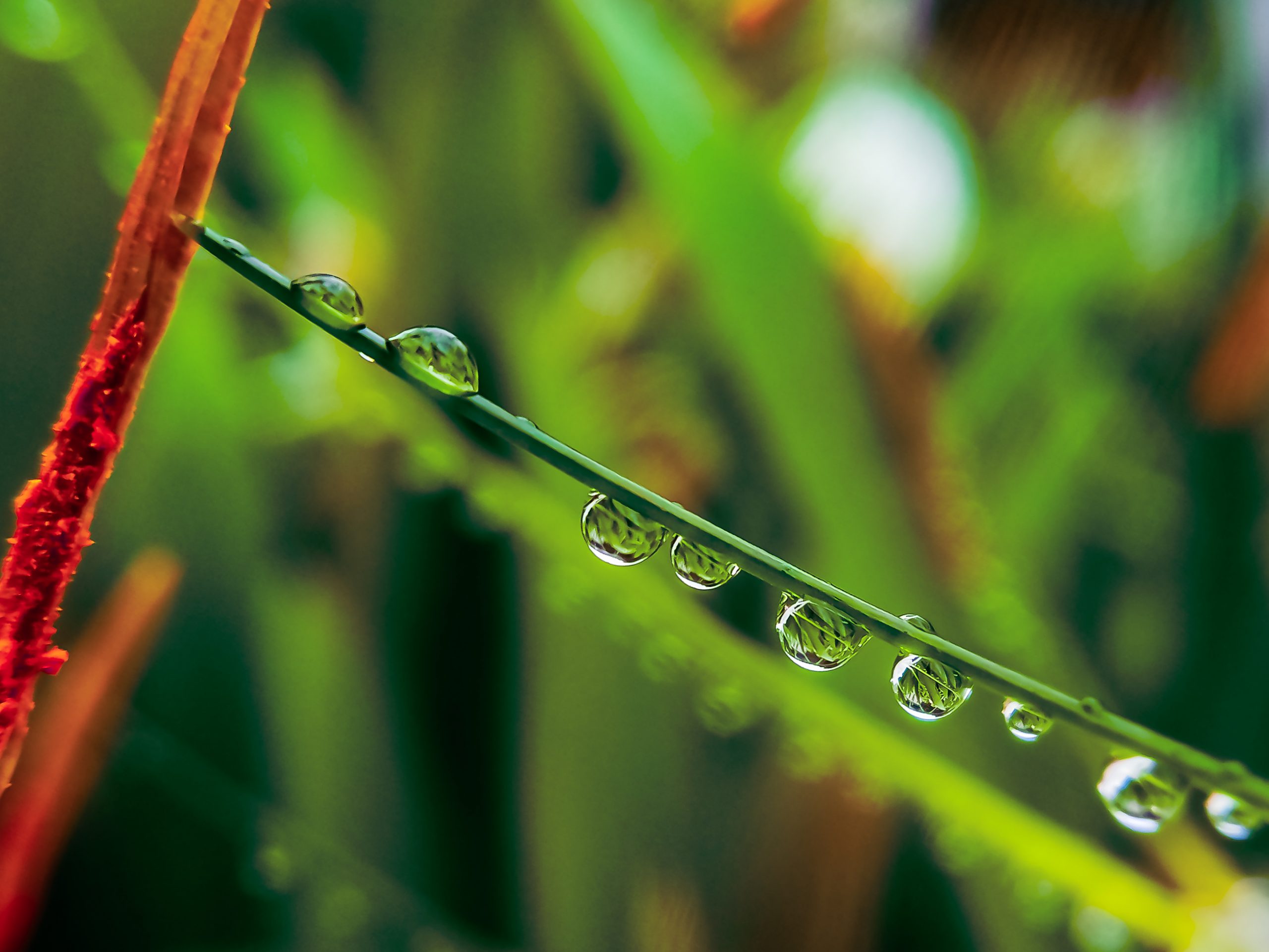 Water droplets on a stem