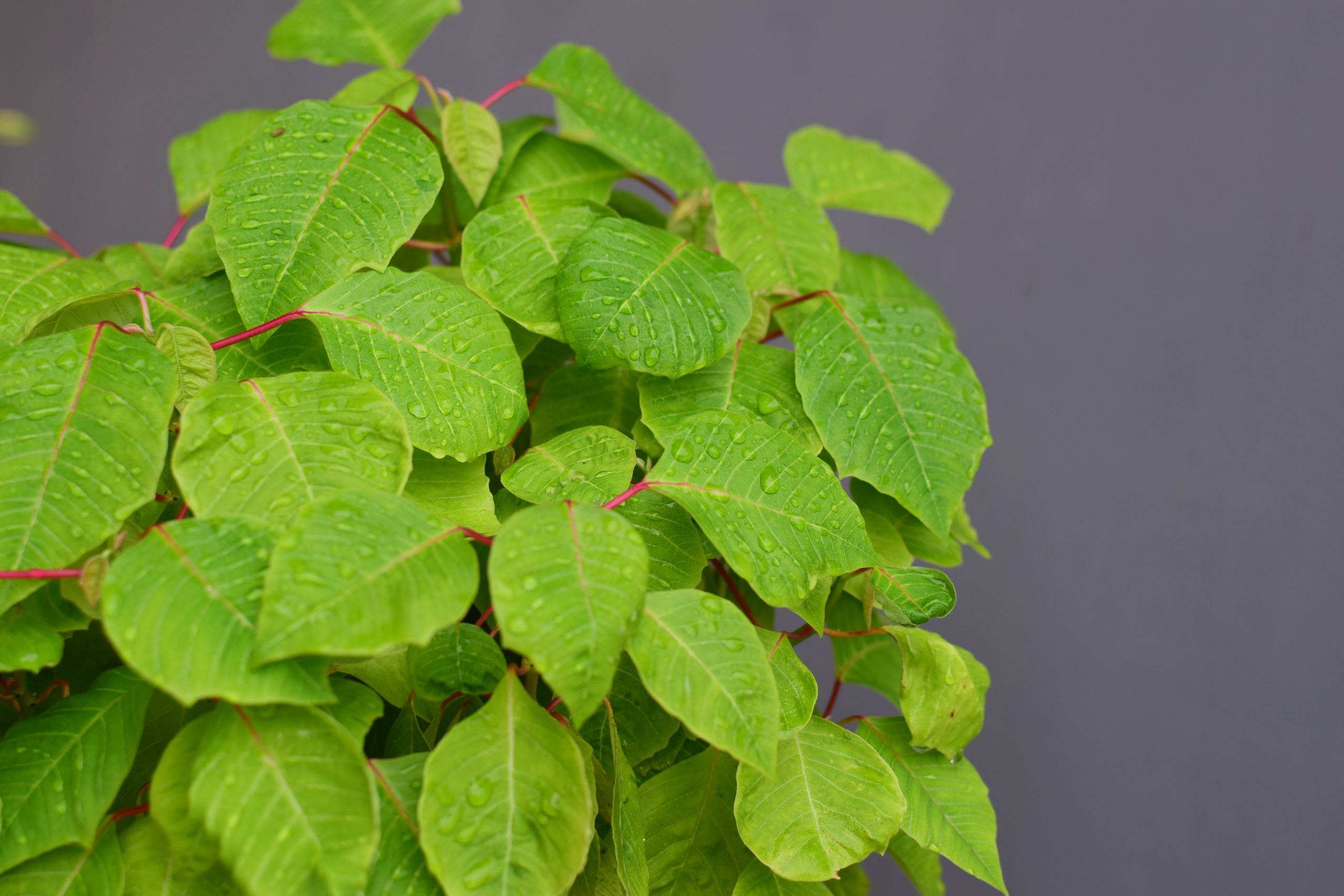 Water droplets on green leaves