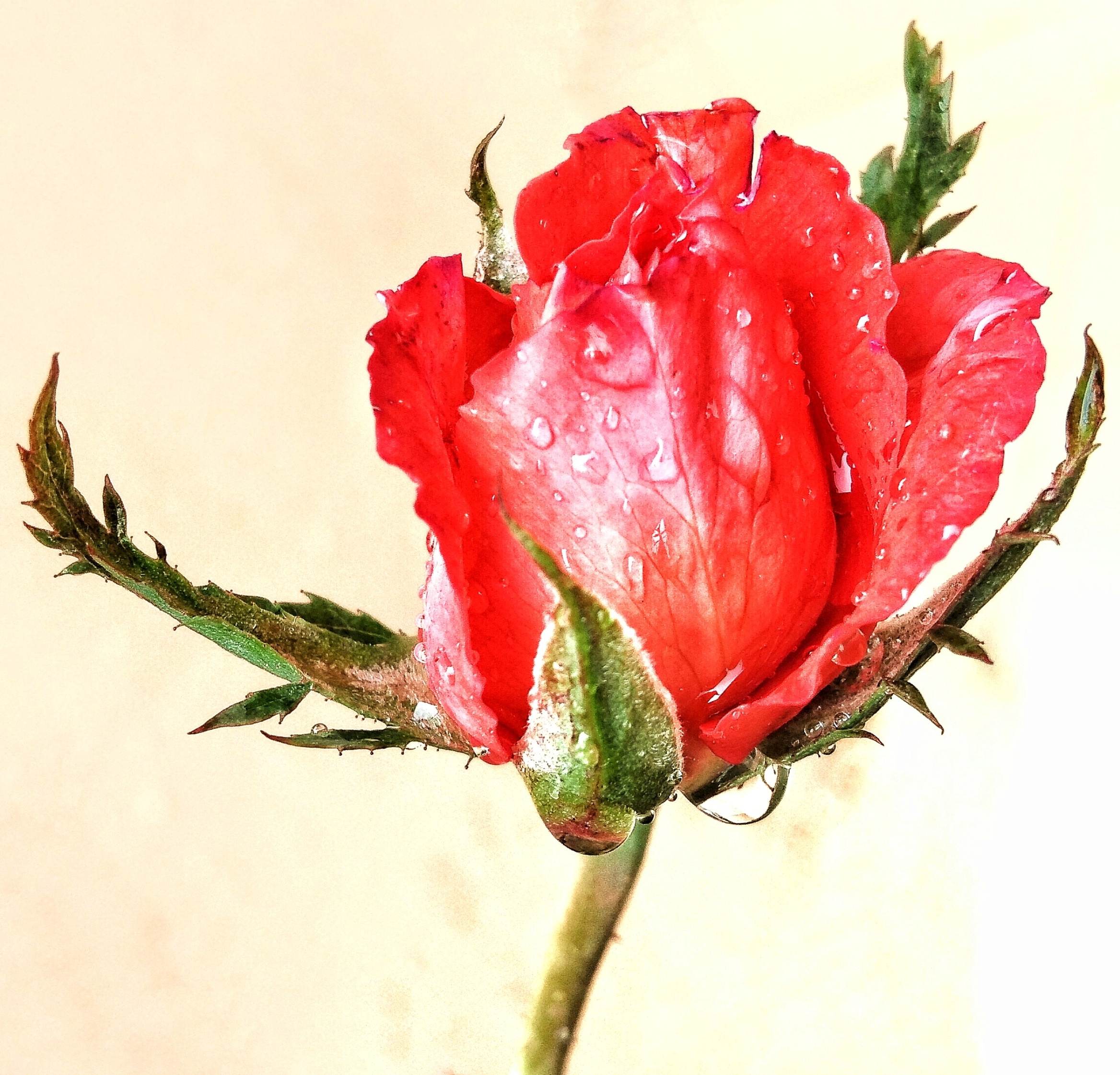 Water droplets on rose flower