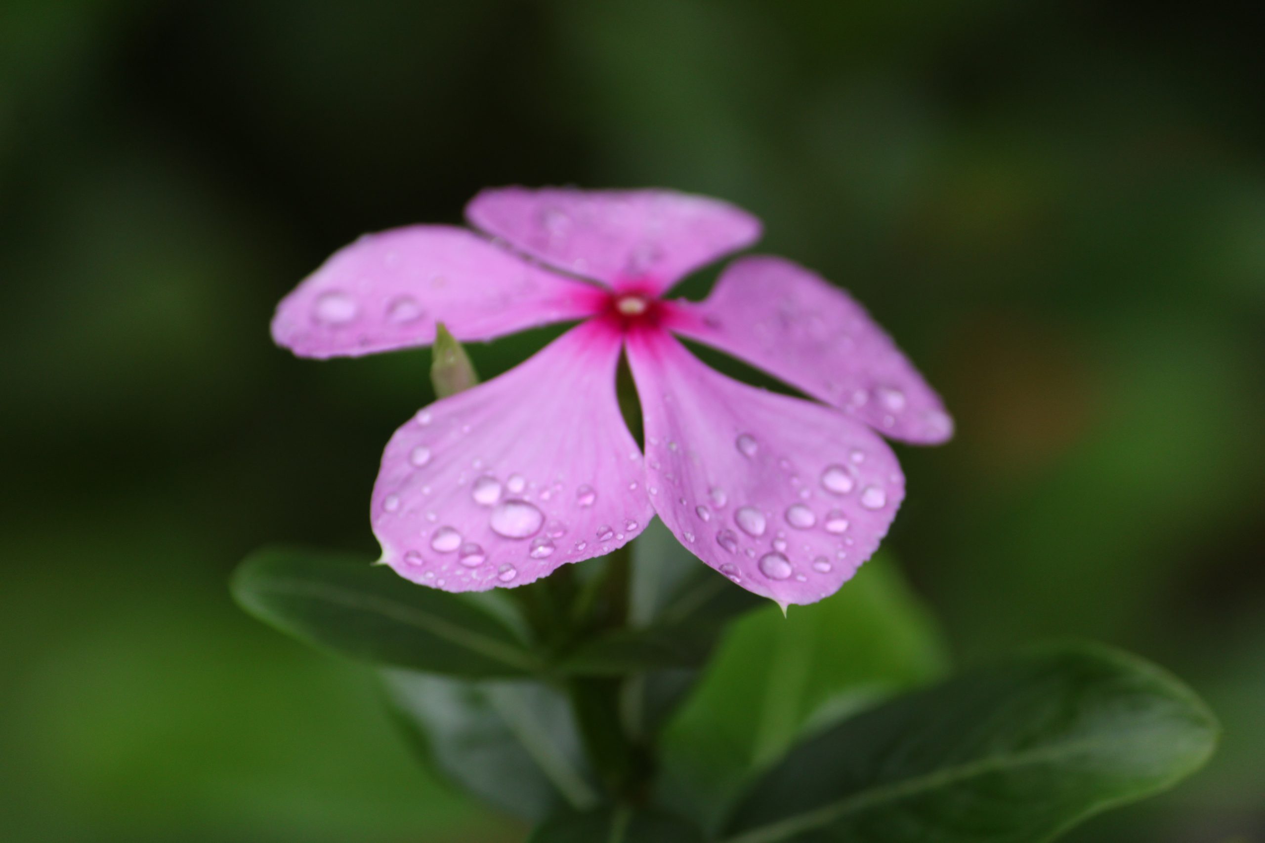 Water drops on a flower.