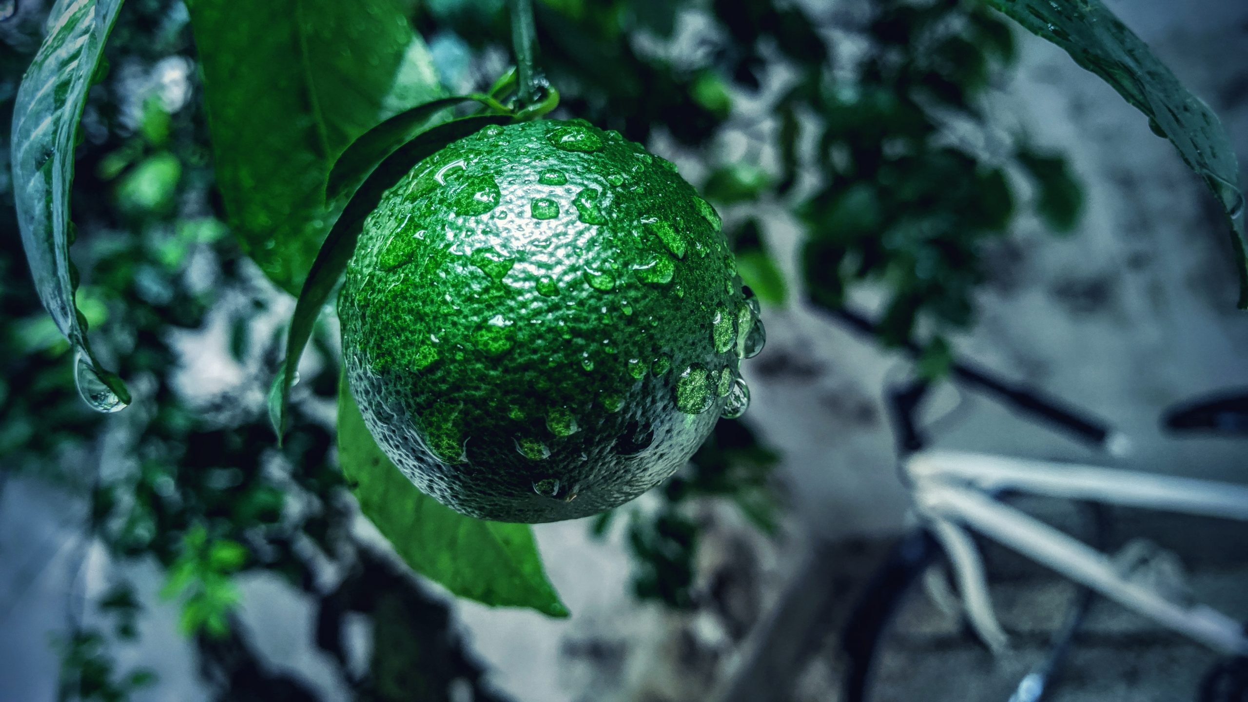 Water drops on a fruit