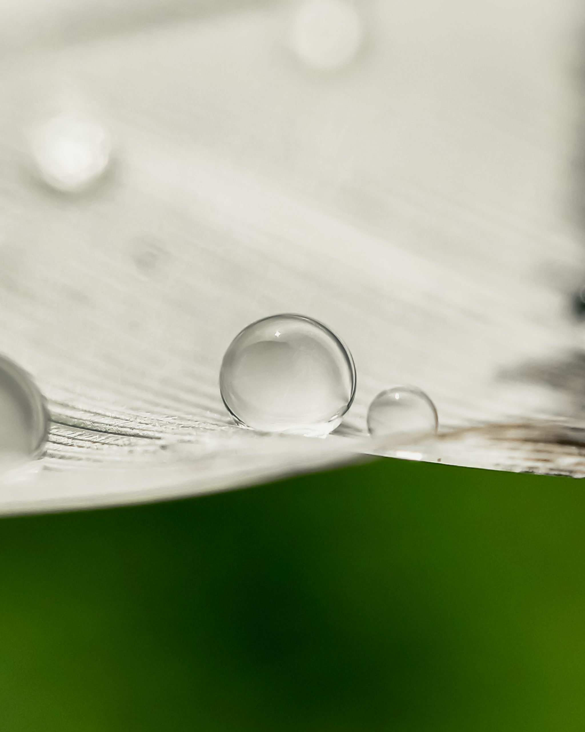 Water drops on a leaf