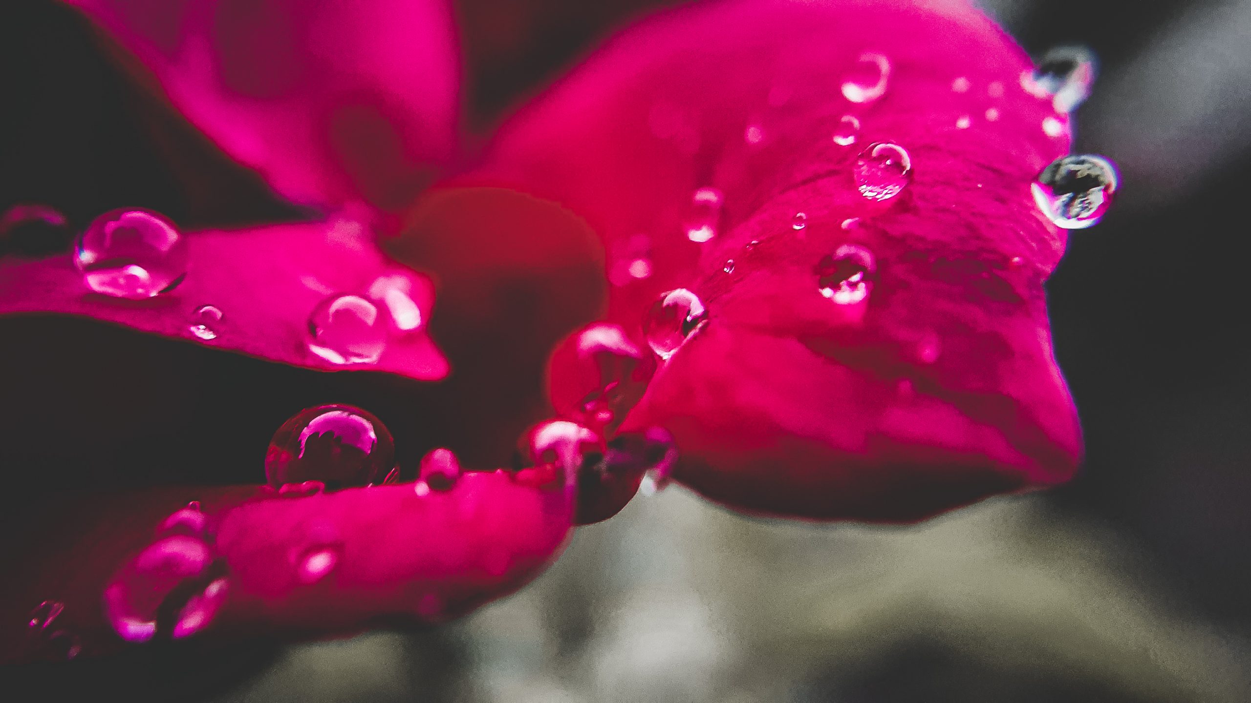 Water drops on flower leaves