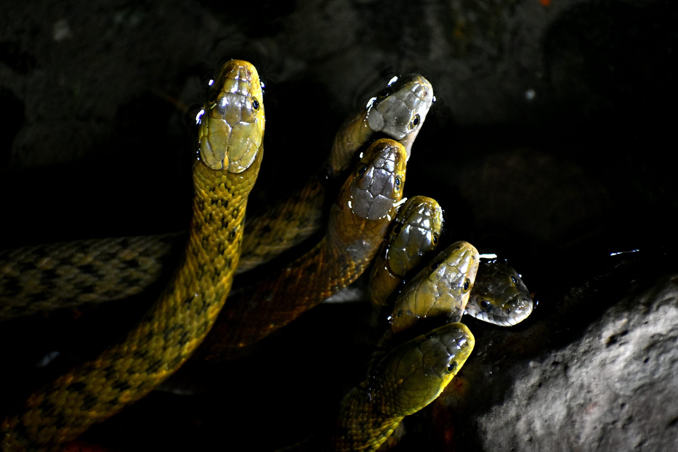 Water Snakes