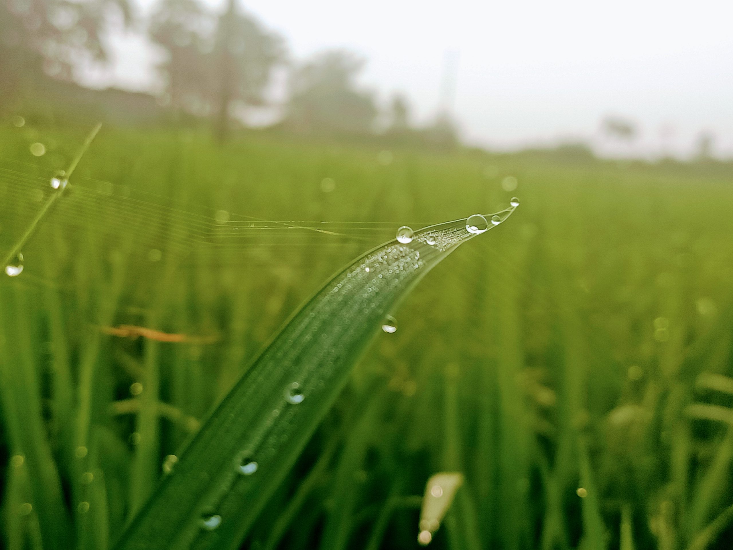 waterdrop on grass