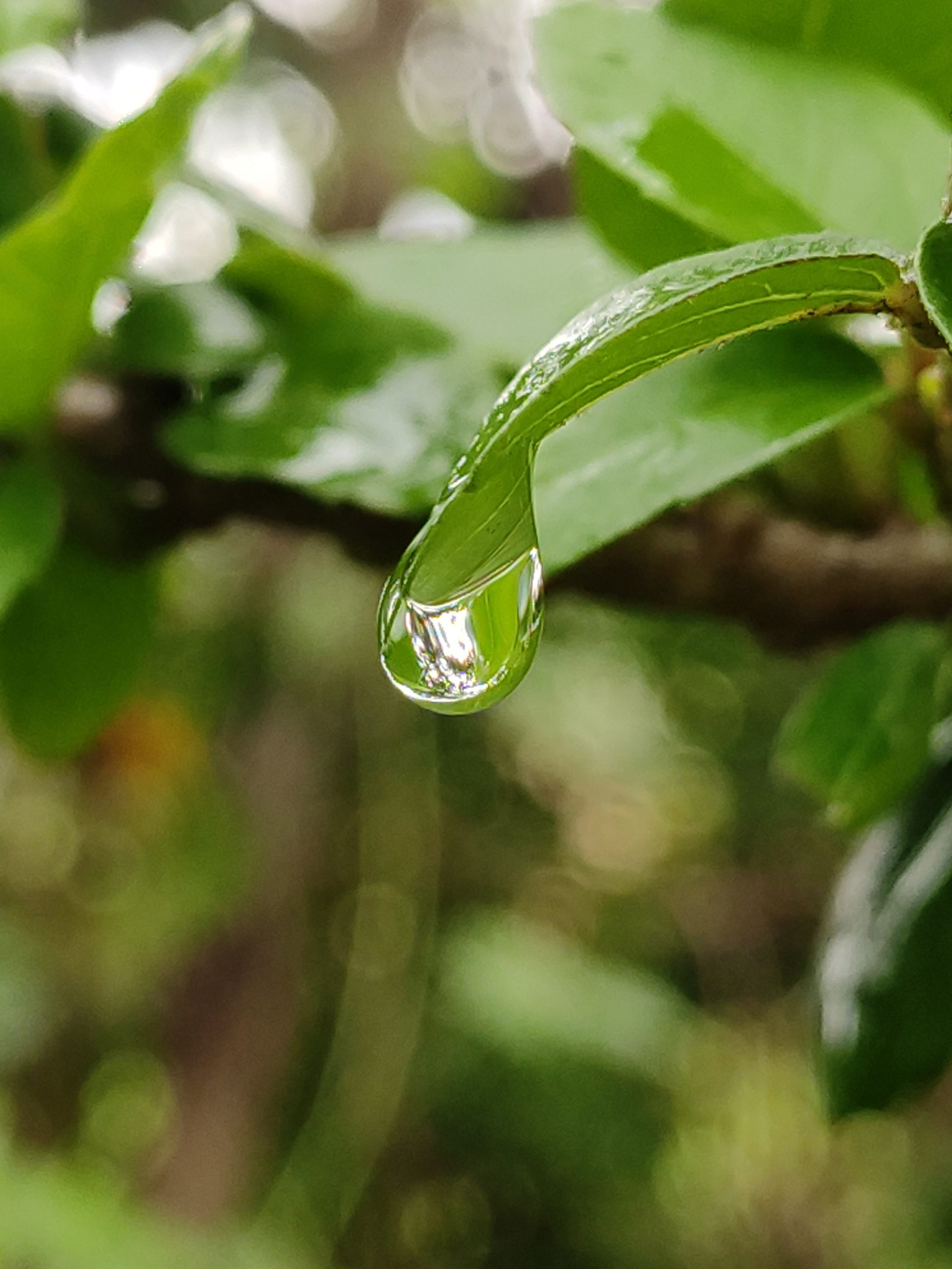 Water droplet in the leaf