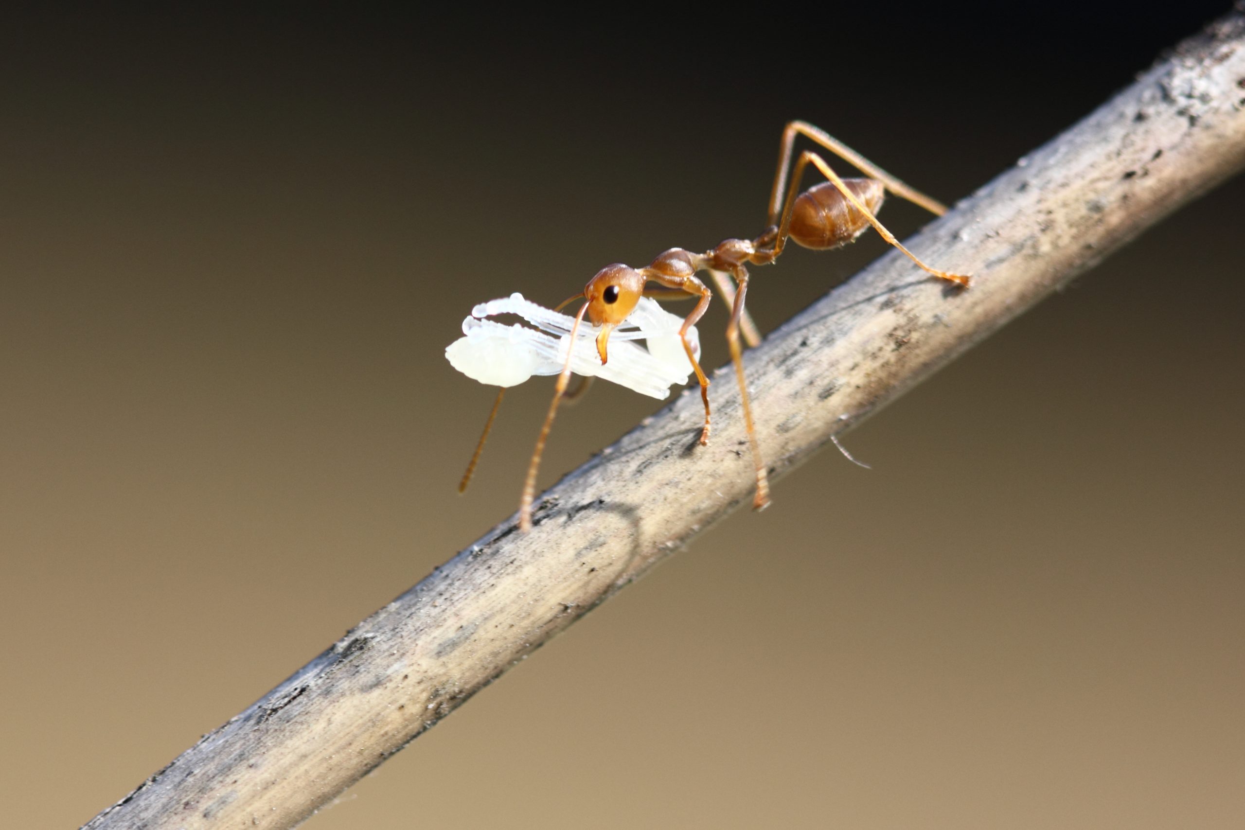 Weaver ant on a stick