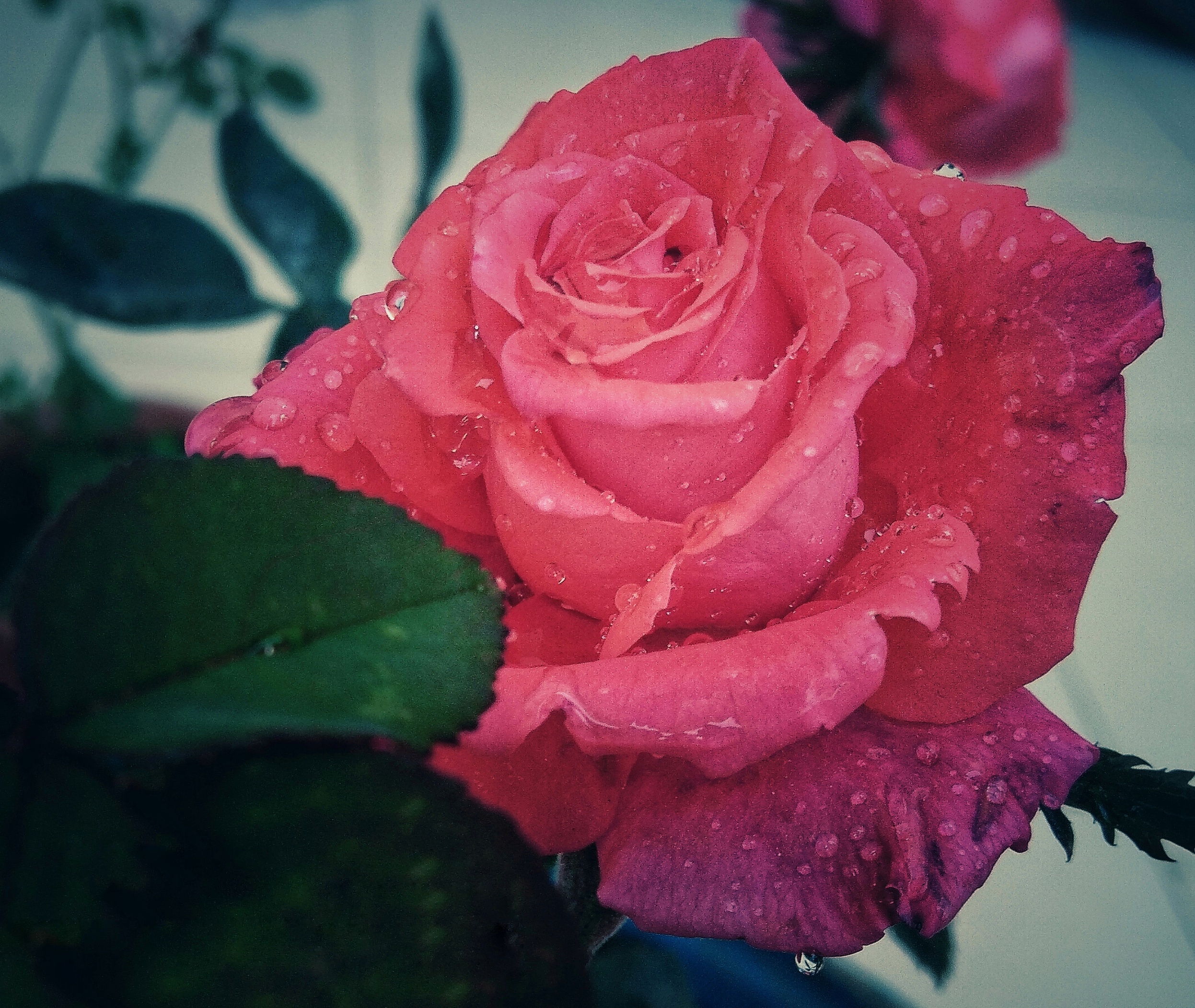 Wet Pink Rose