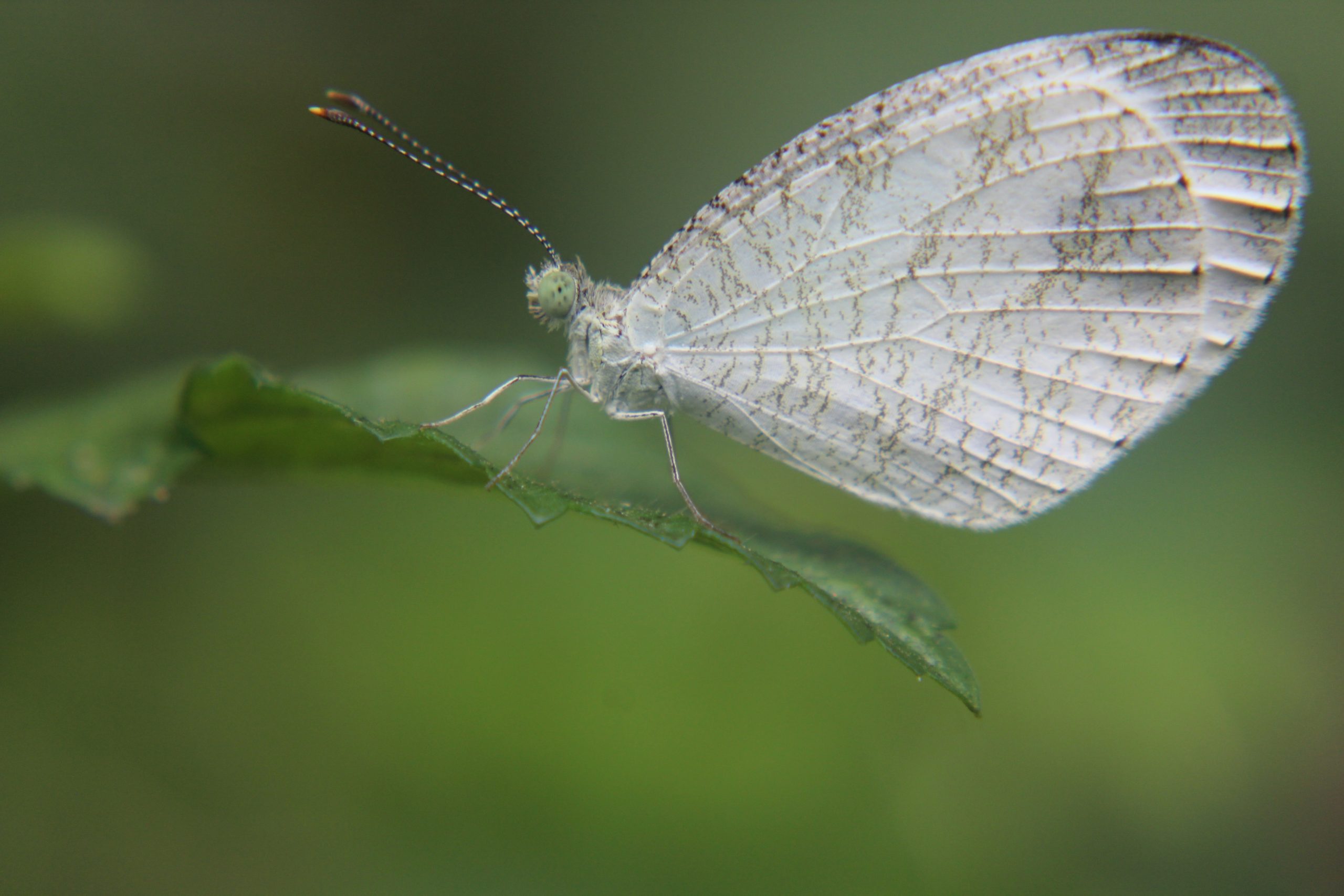 White Butterfly Close-up
