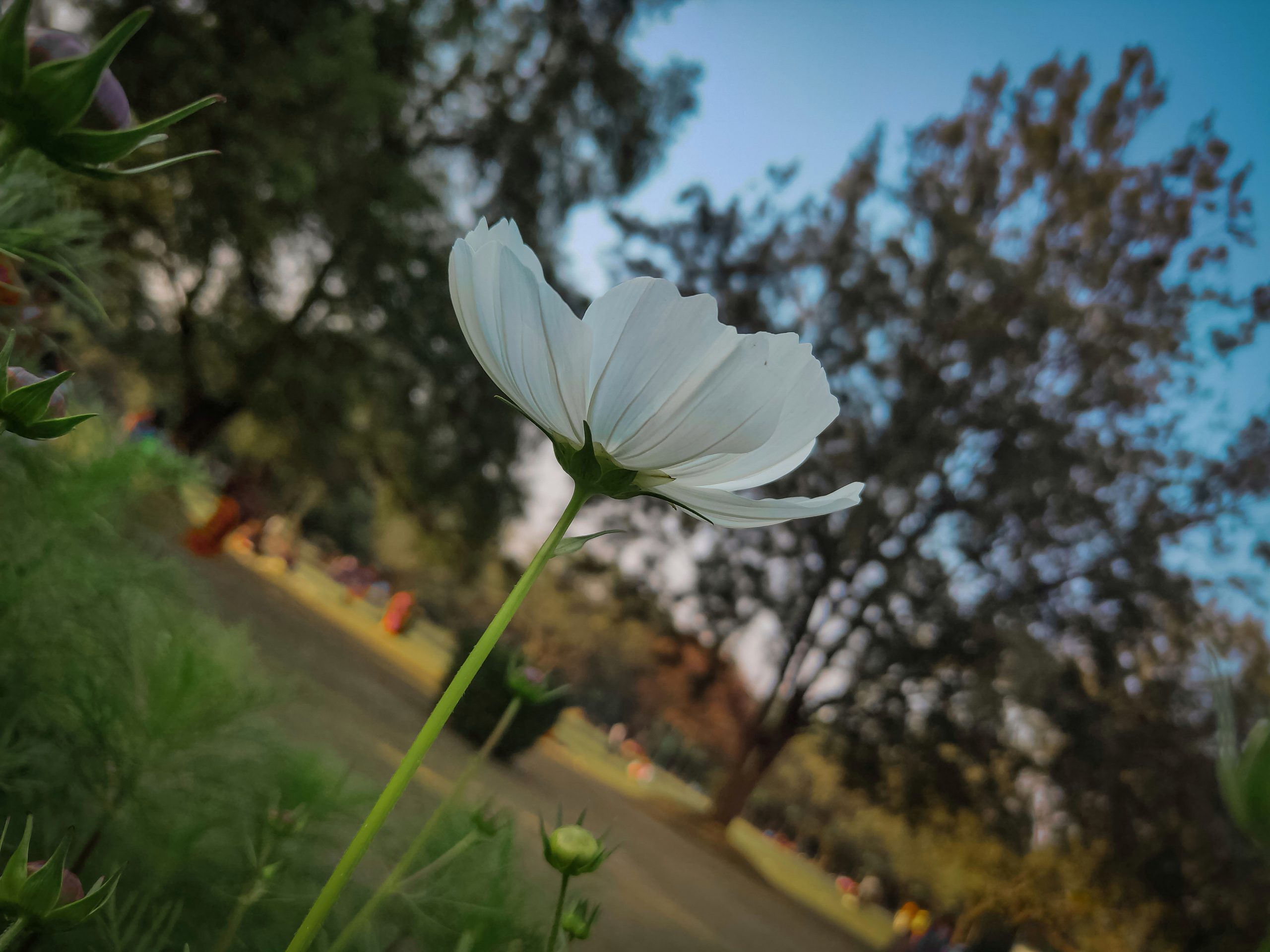 White Flower at park