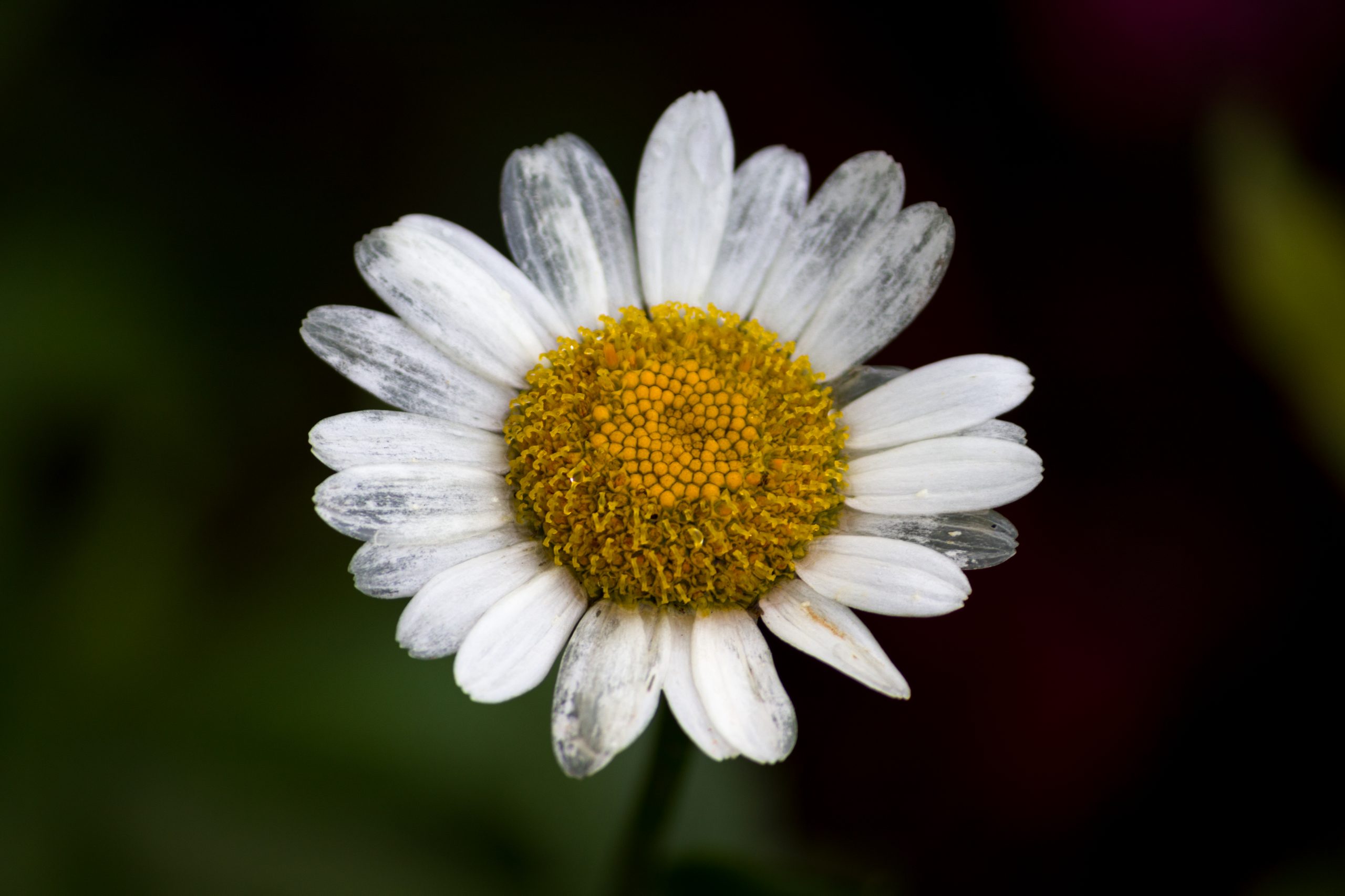 White Flower with Yellow Pollens