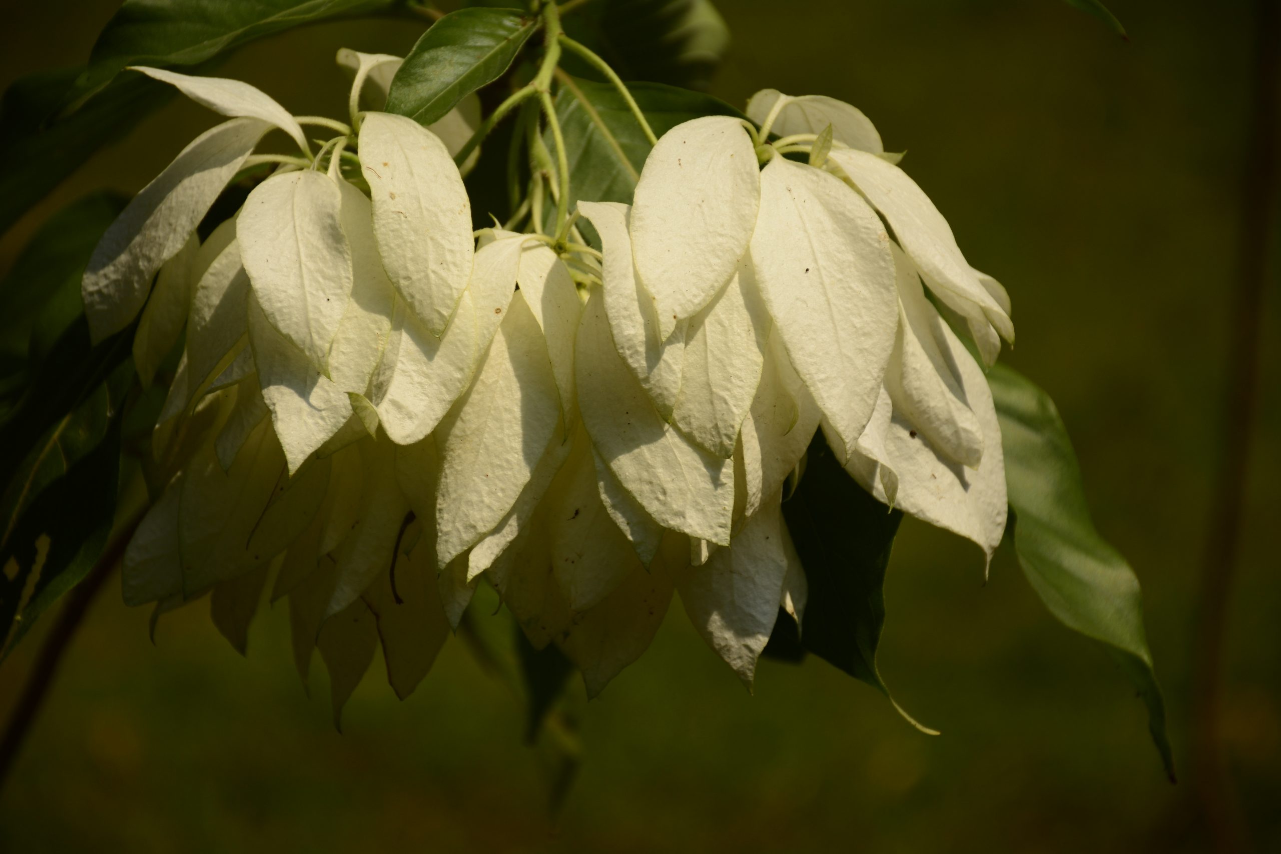 White Flowers