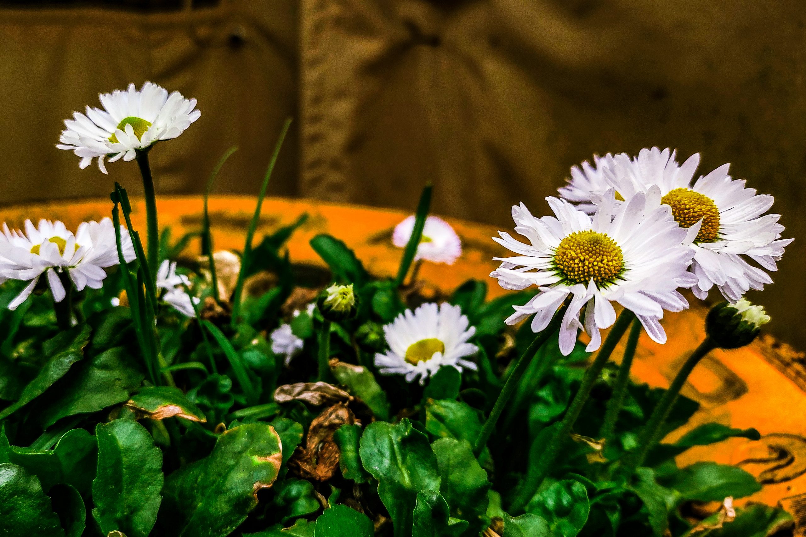 White Flowers