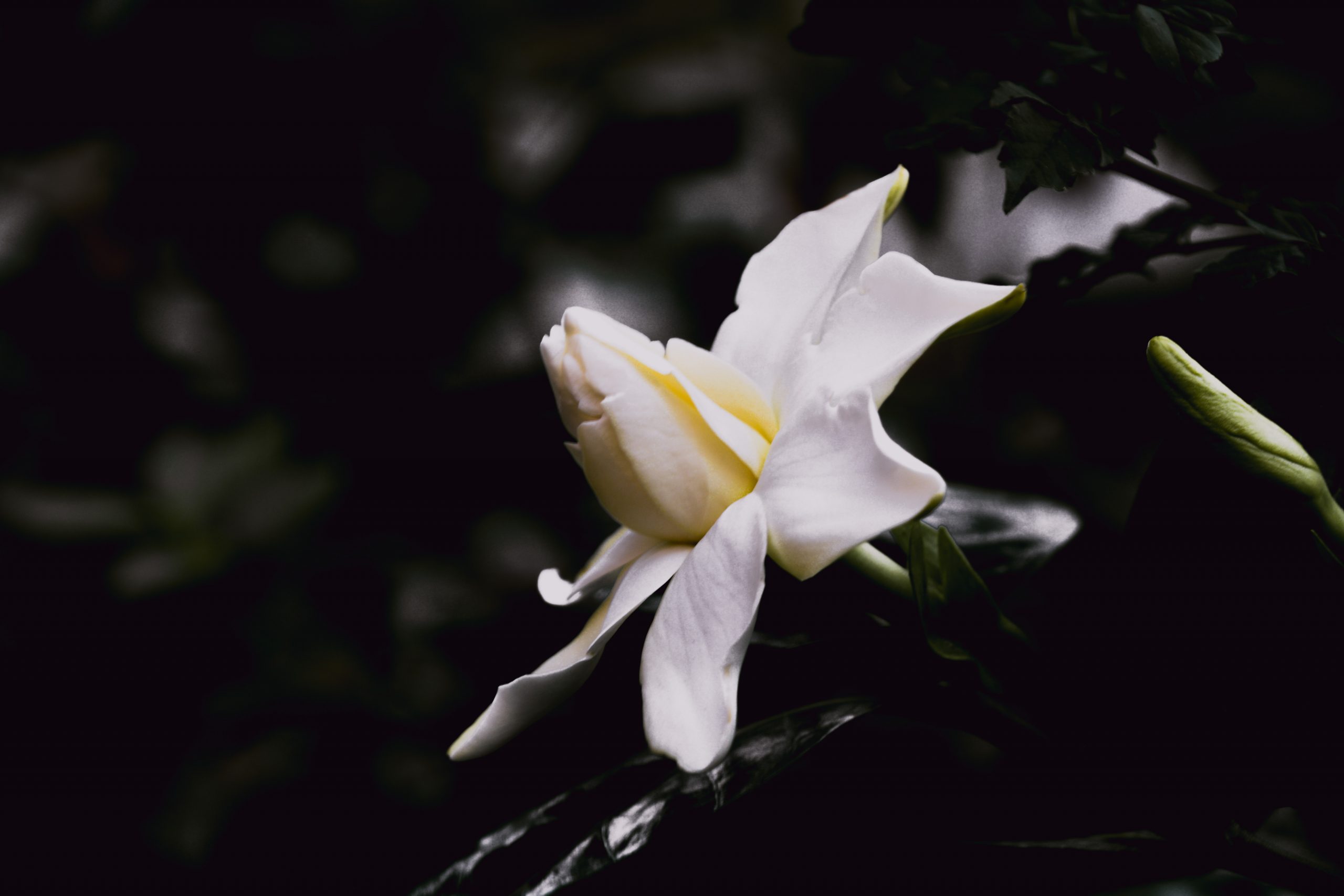 White Flowers on Dark Background