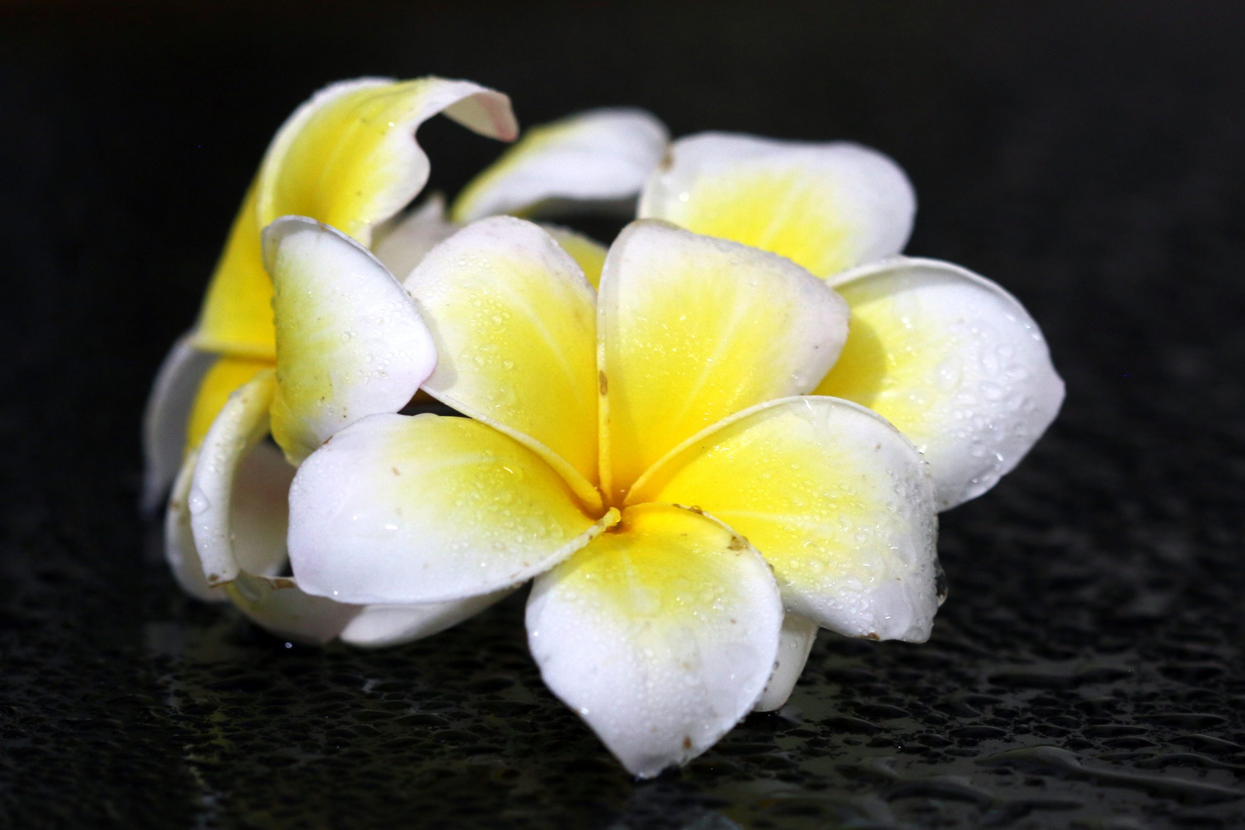 white flower