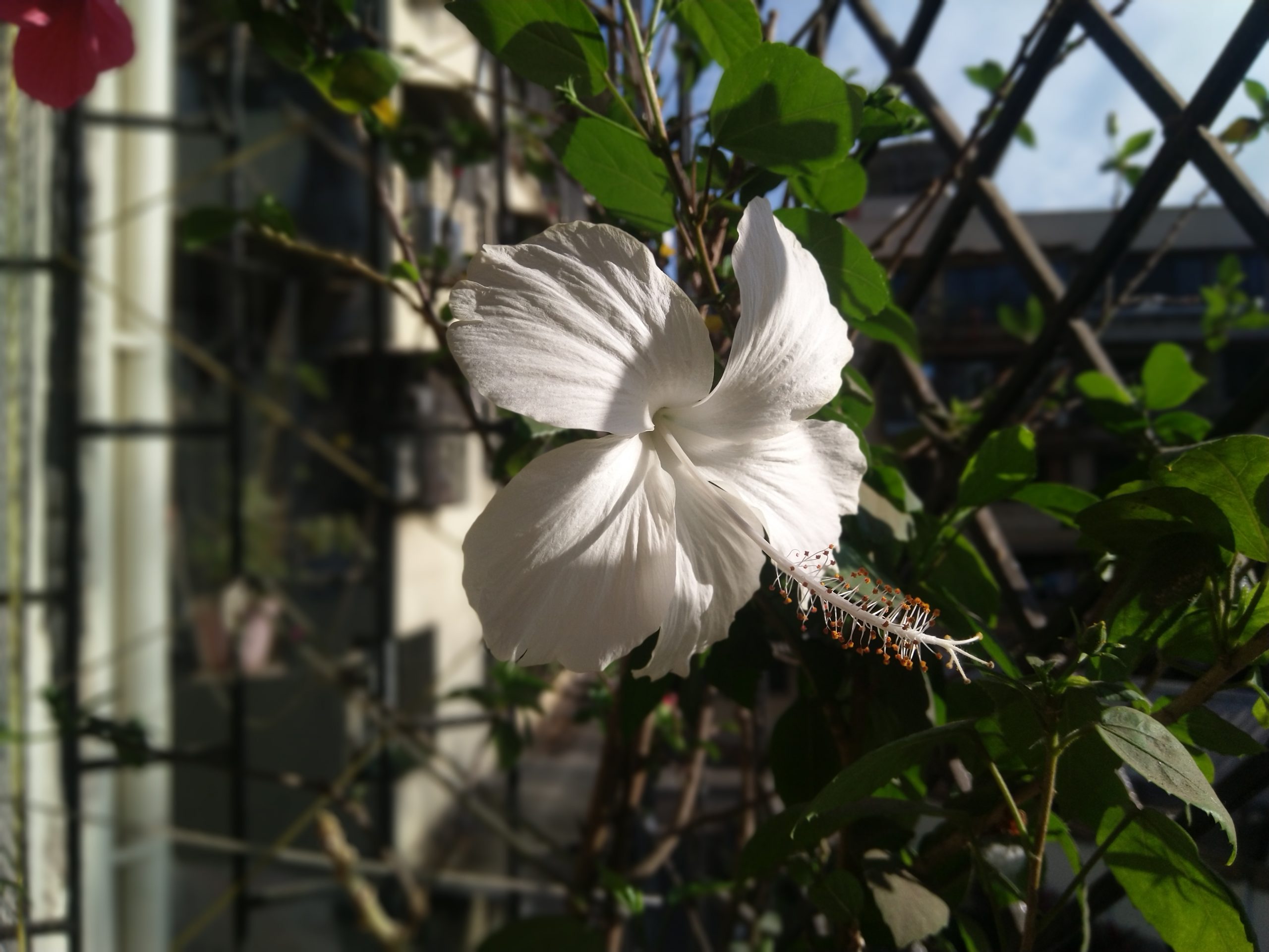 White Hibiscus Flower - Free Image by Arun on 