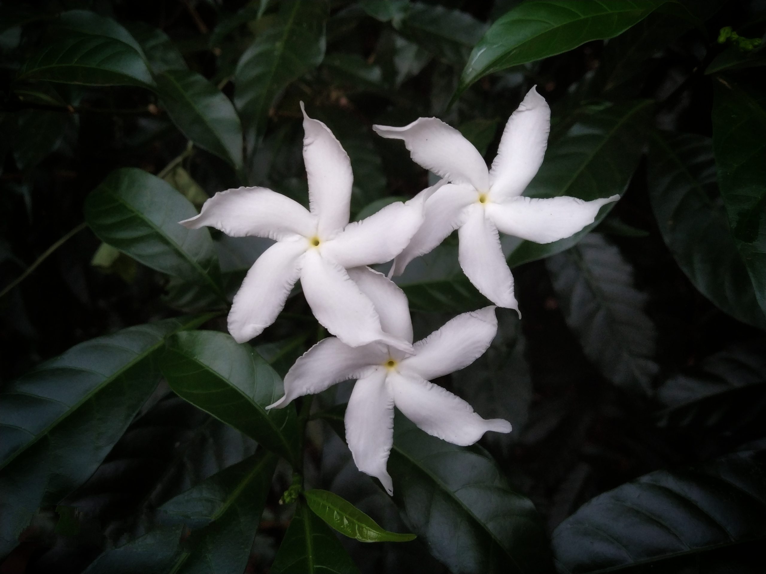 White Jasmine Flowers