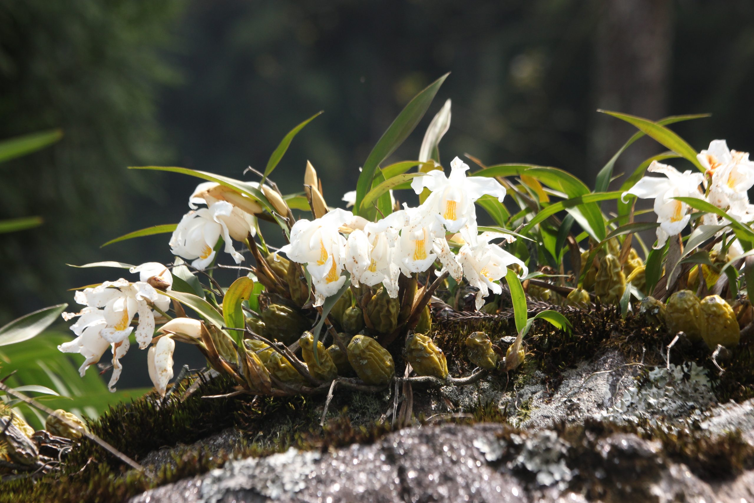 White Orchid Flowers