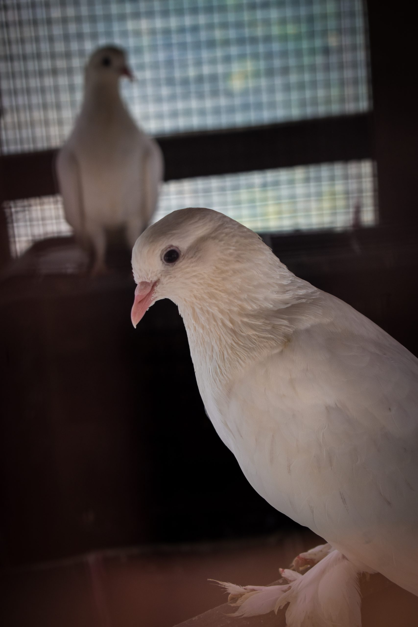 White Pigeon Close-up