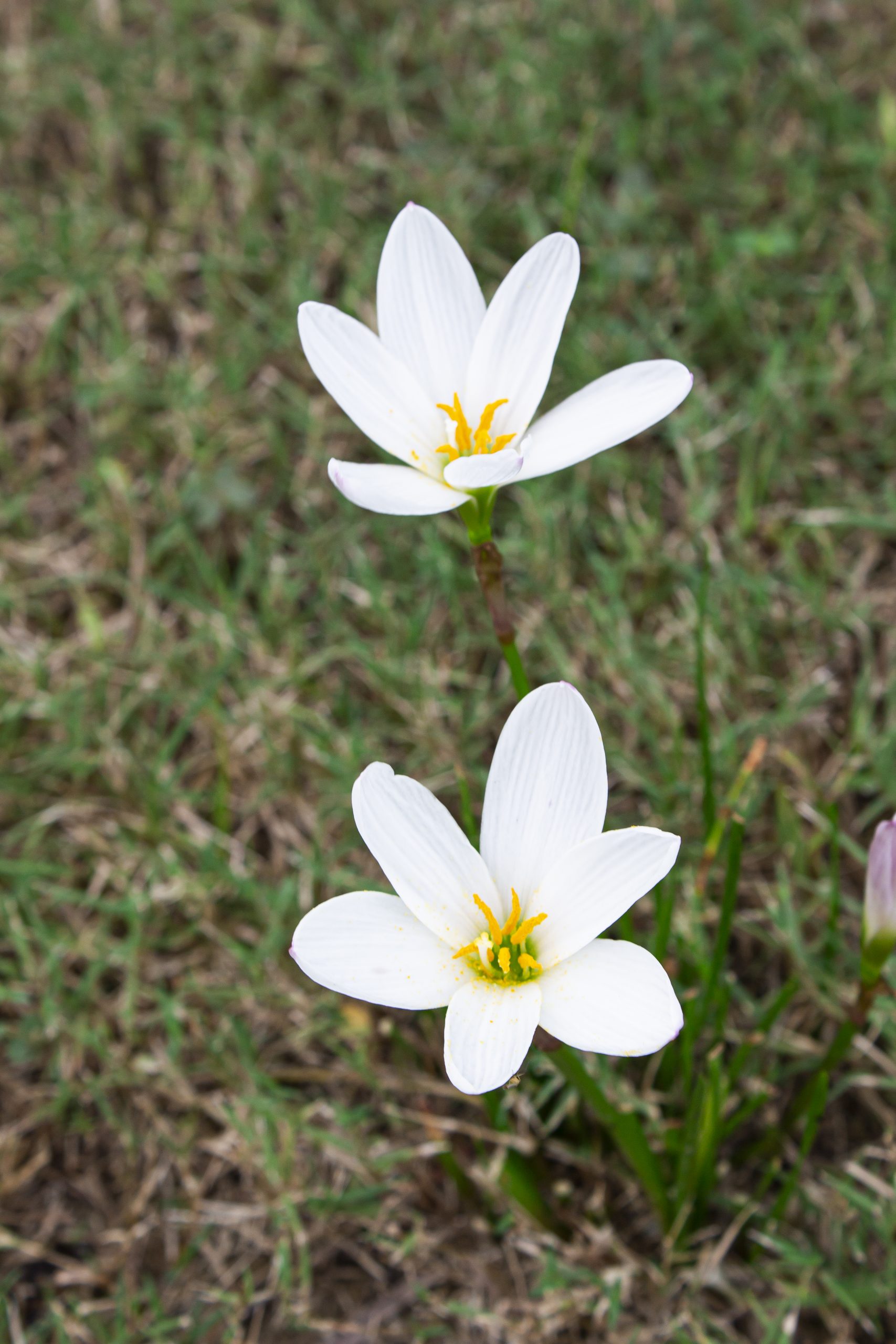 White Rain Lily Flower on focus
