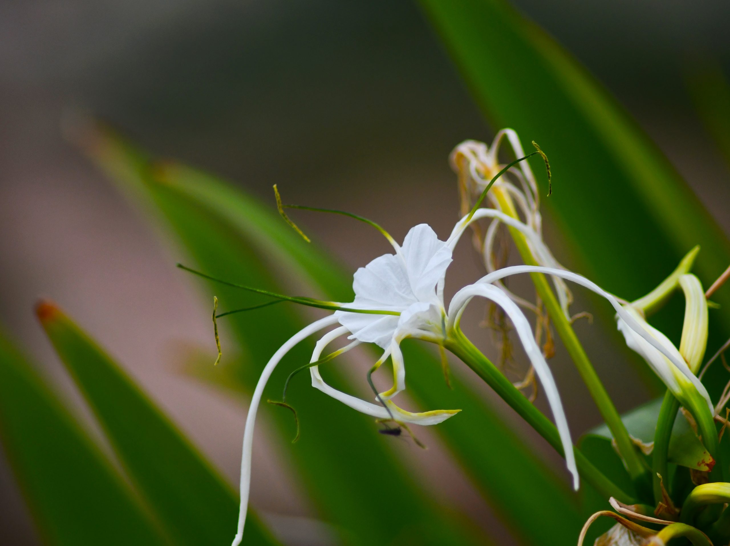 White Spider Lily flower