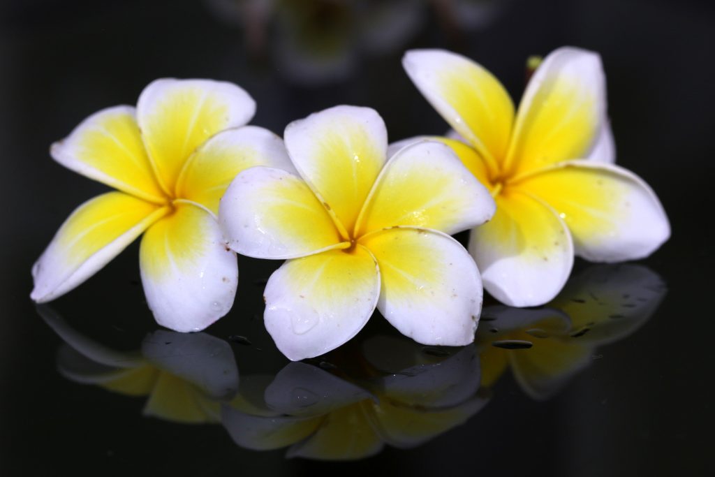 White and yellow flowers PixaHive