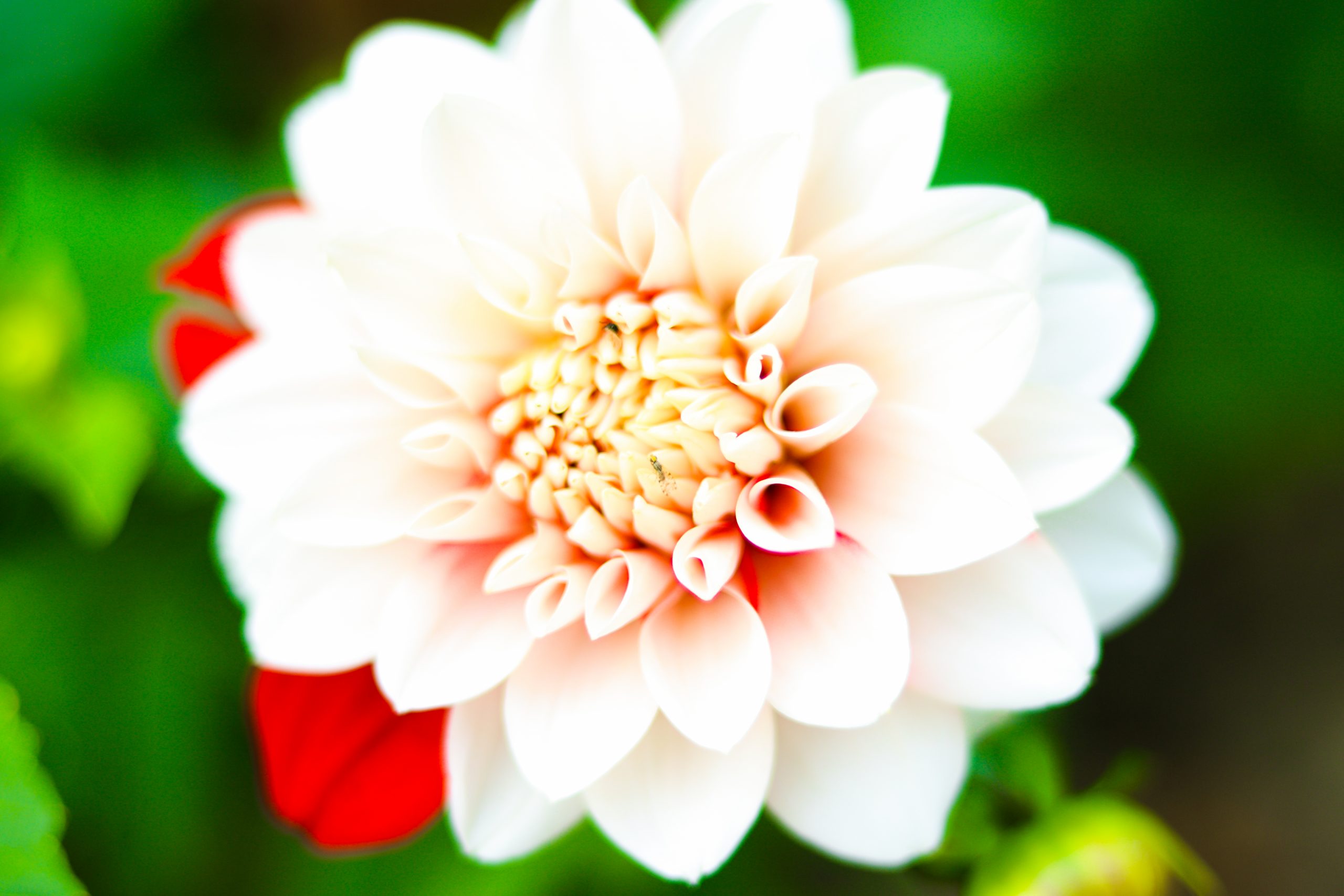 White bloom flower on focus