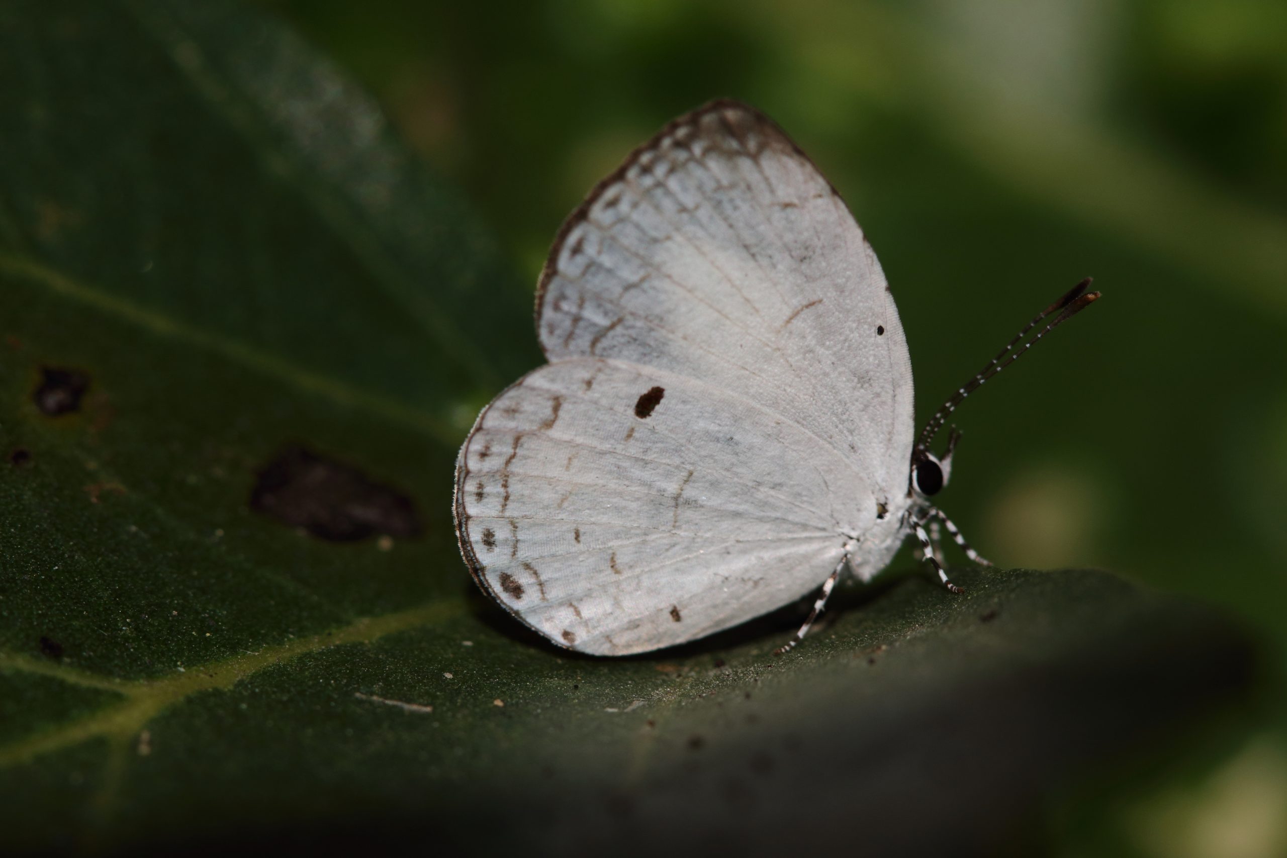 White butterfly on leaf