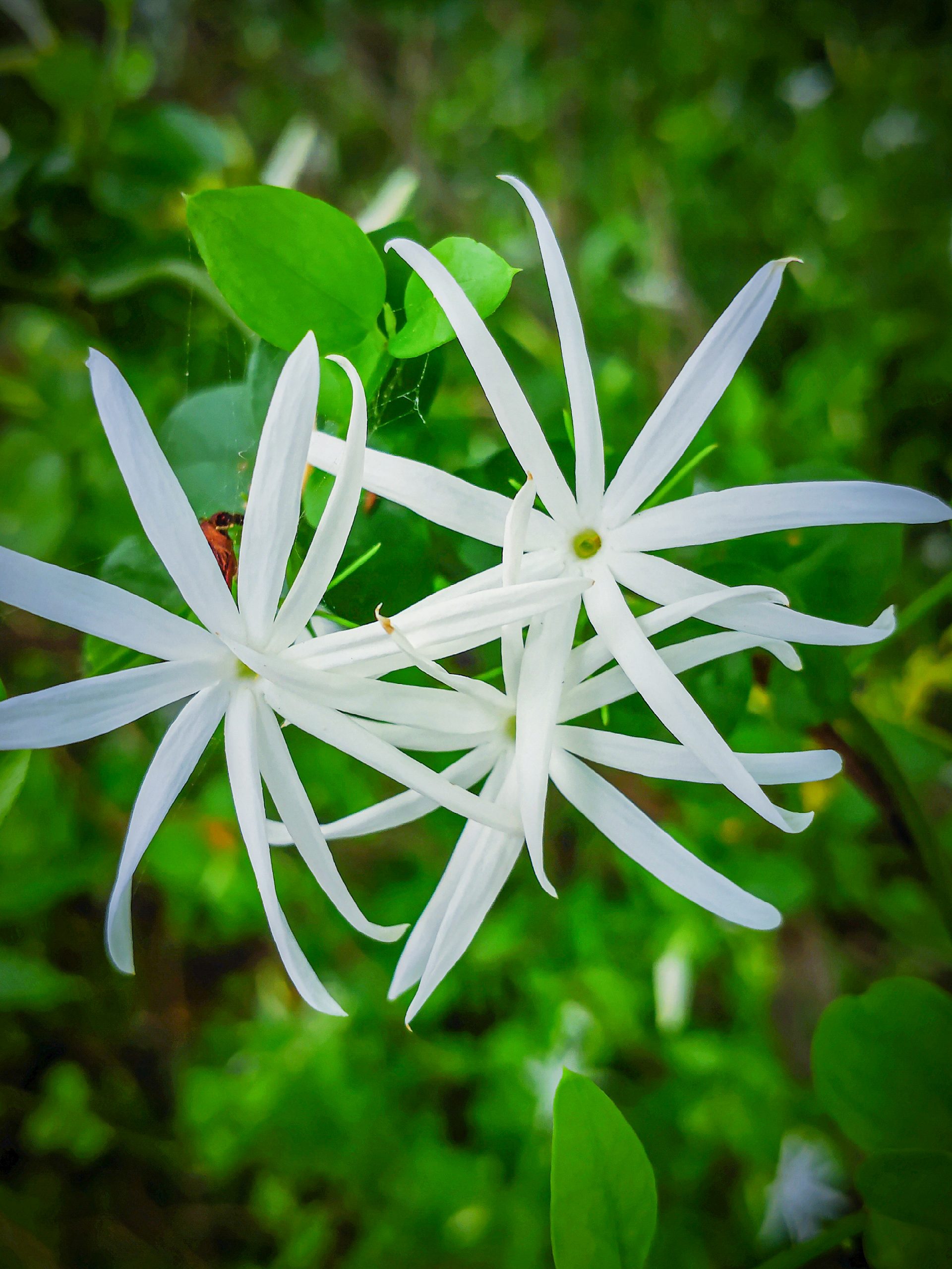 white flowers