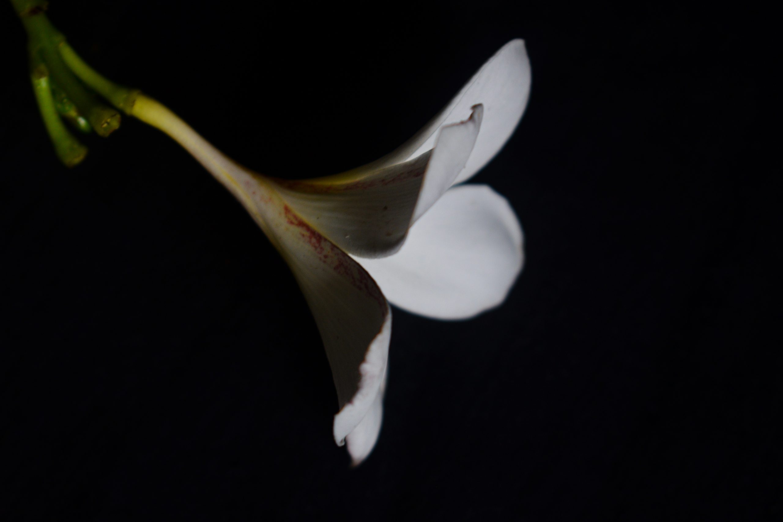 white flower