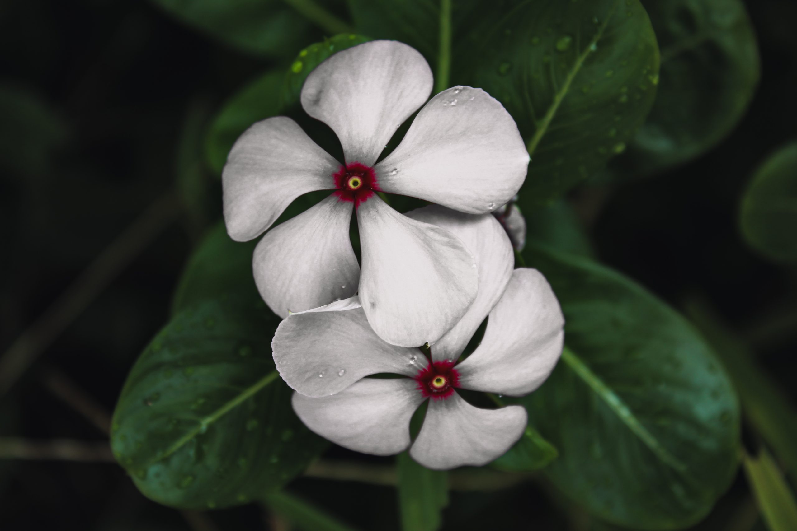 White flower