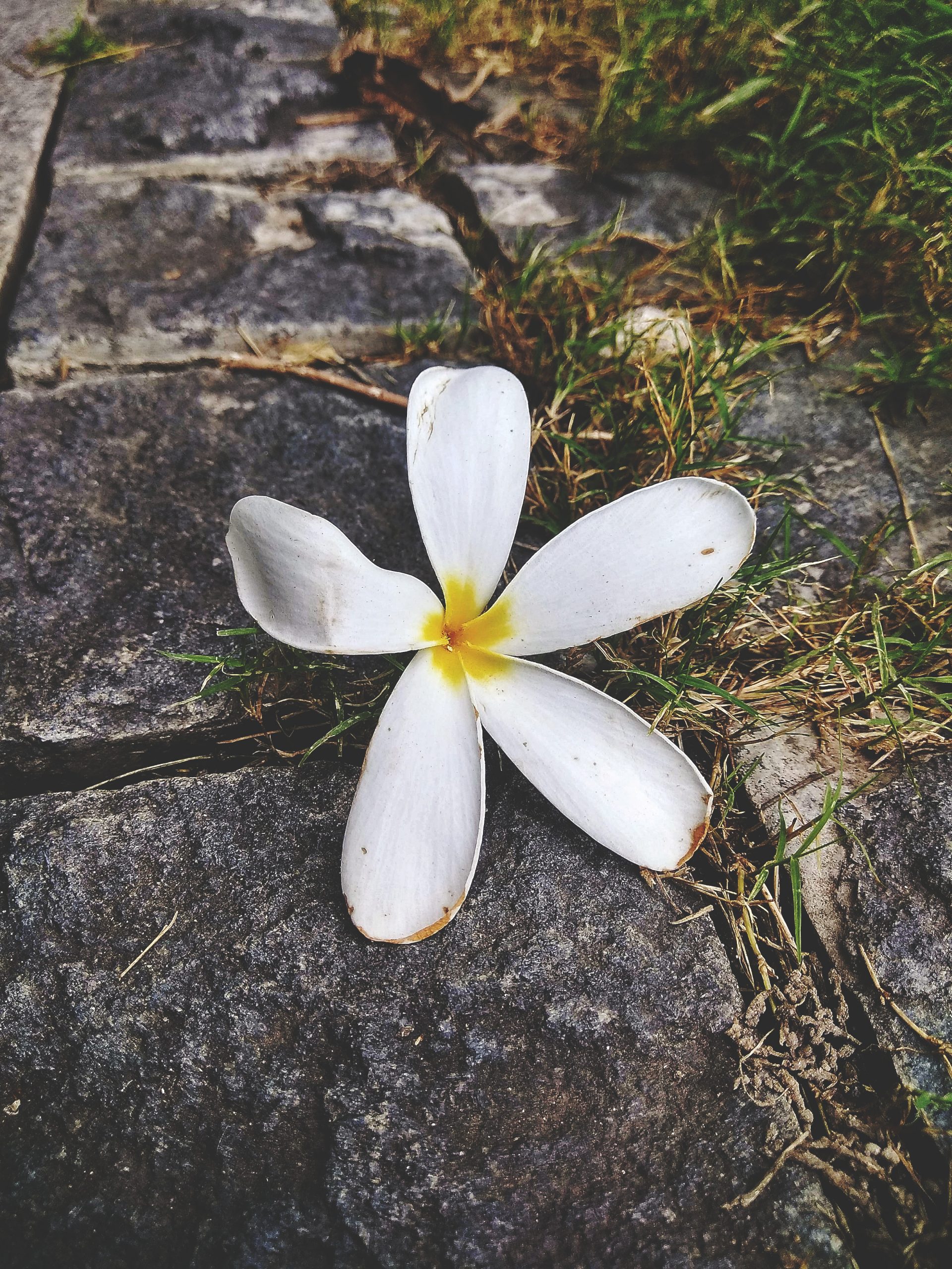 White flower