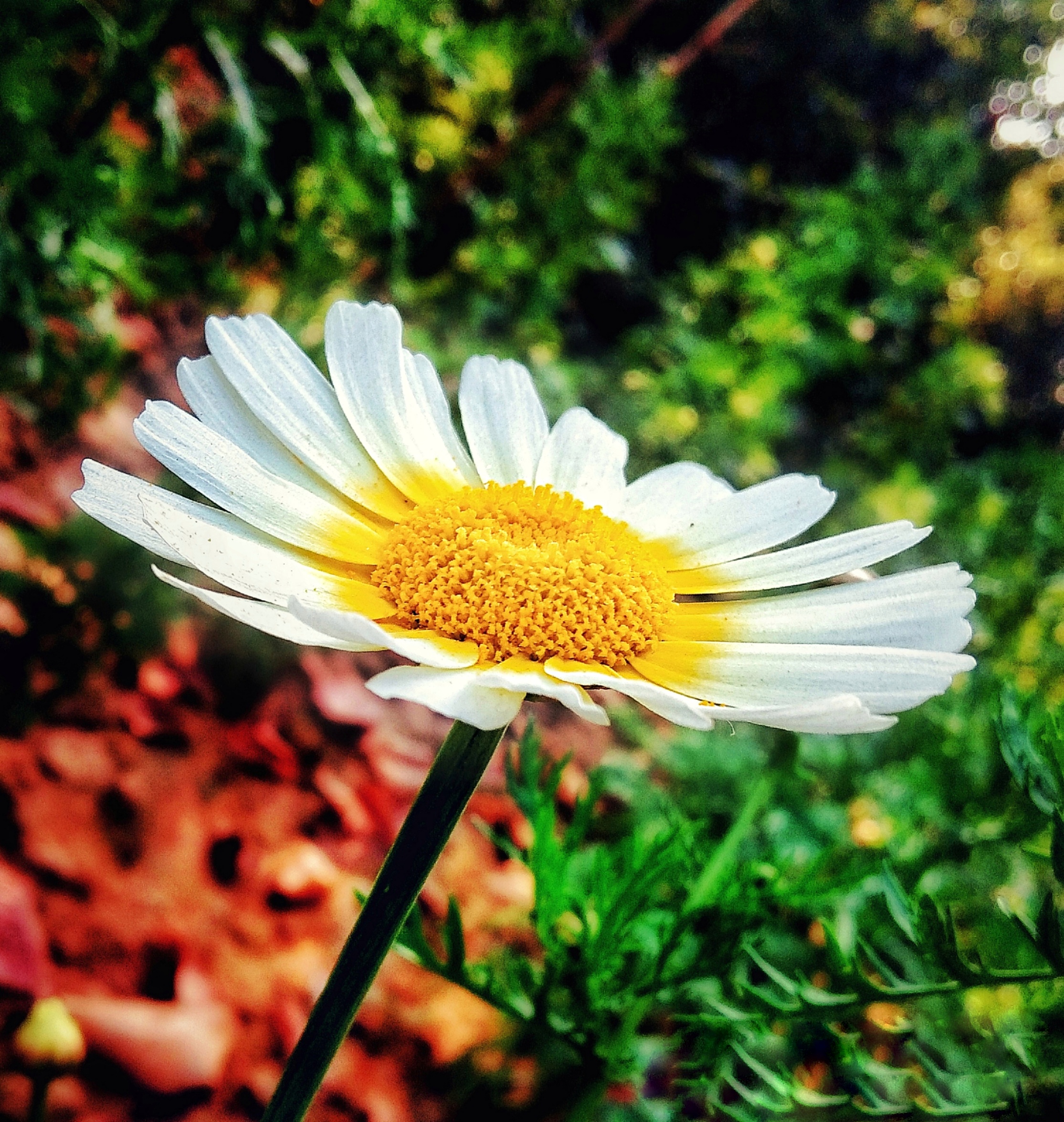 White flower on Focus