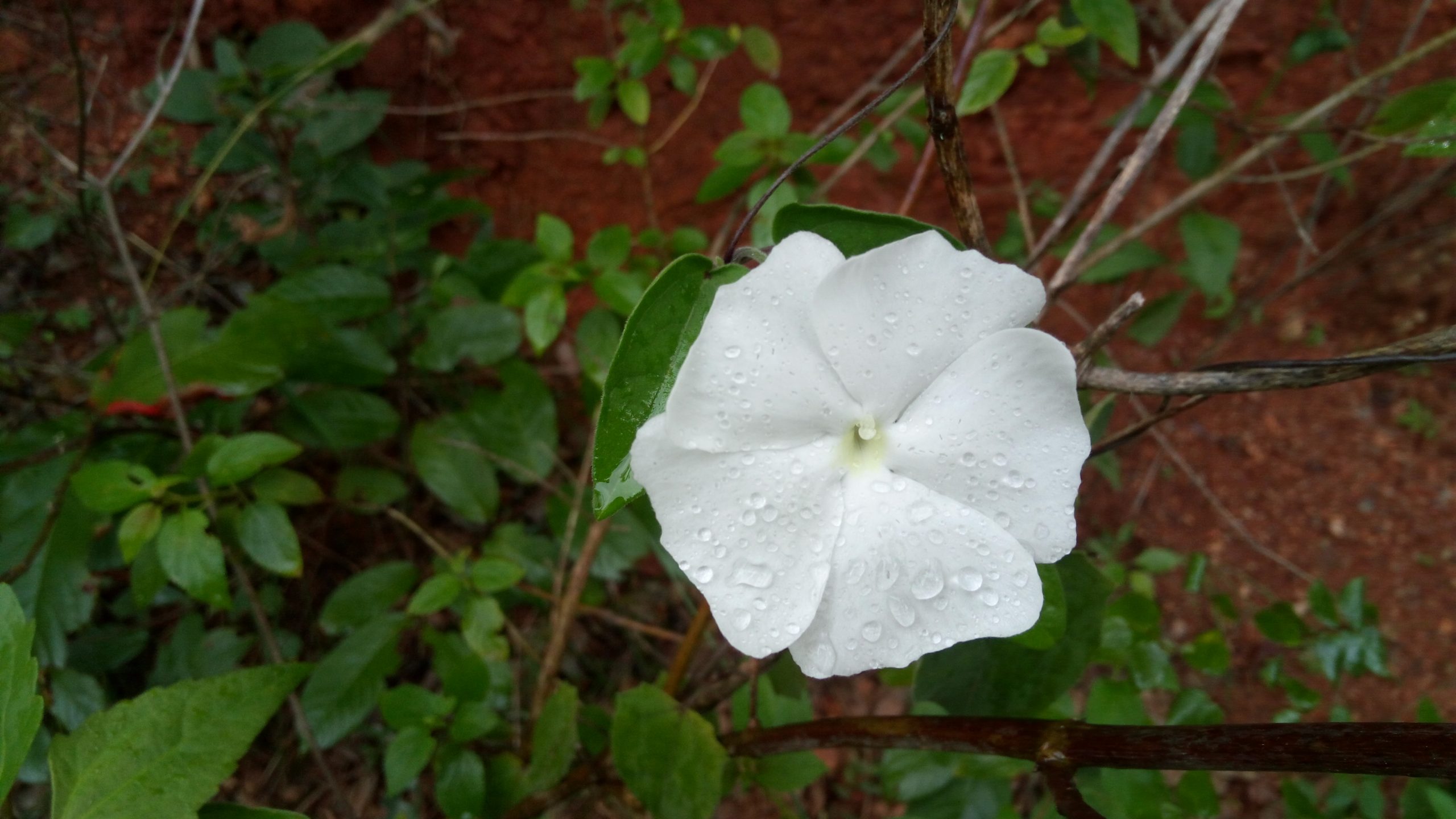 White flower on Focus