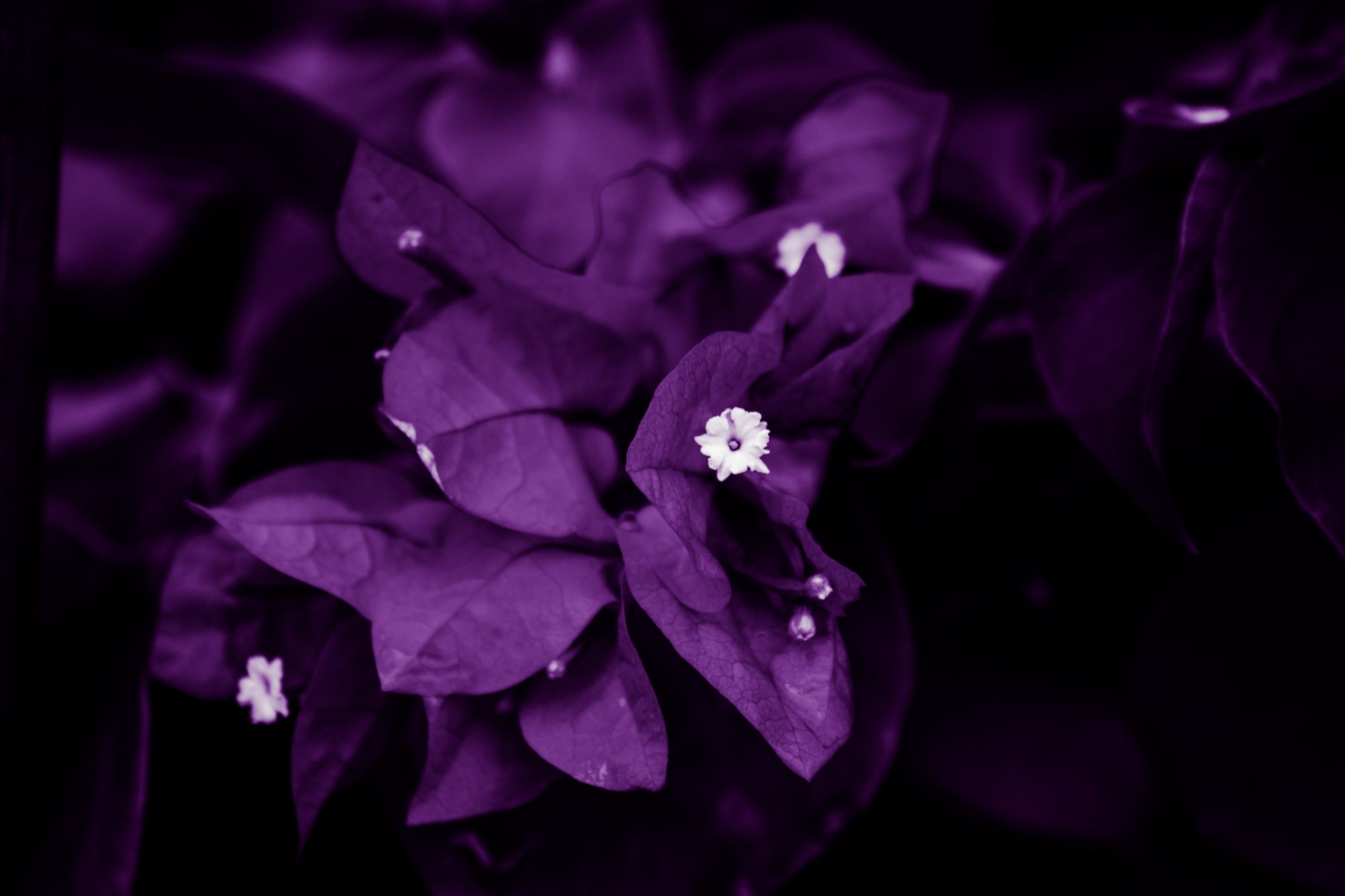 White flower with purple tone