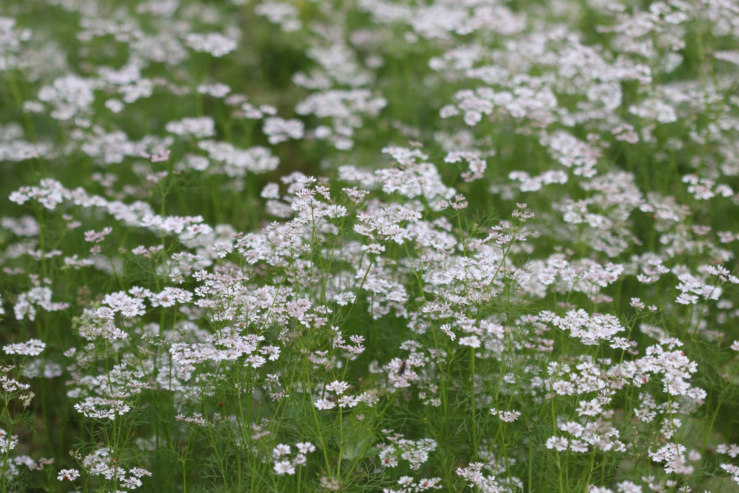 White flowering plants