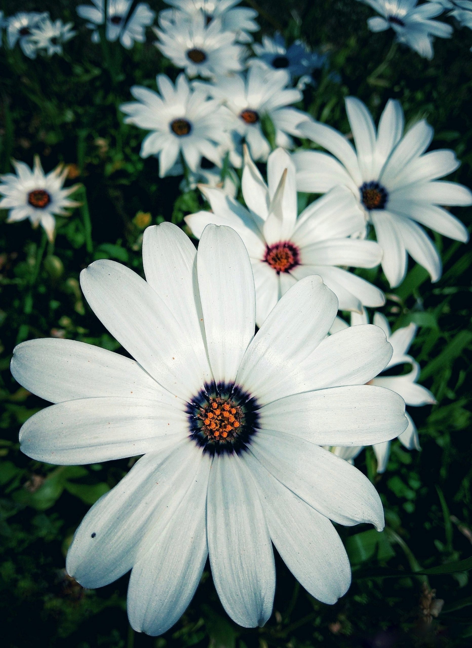 White flowers in a garden