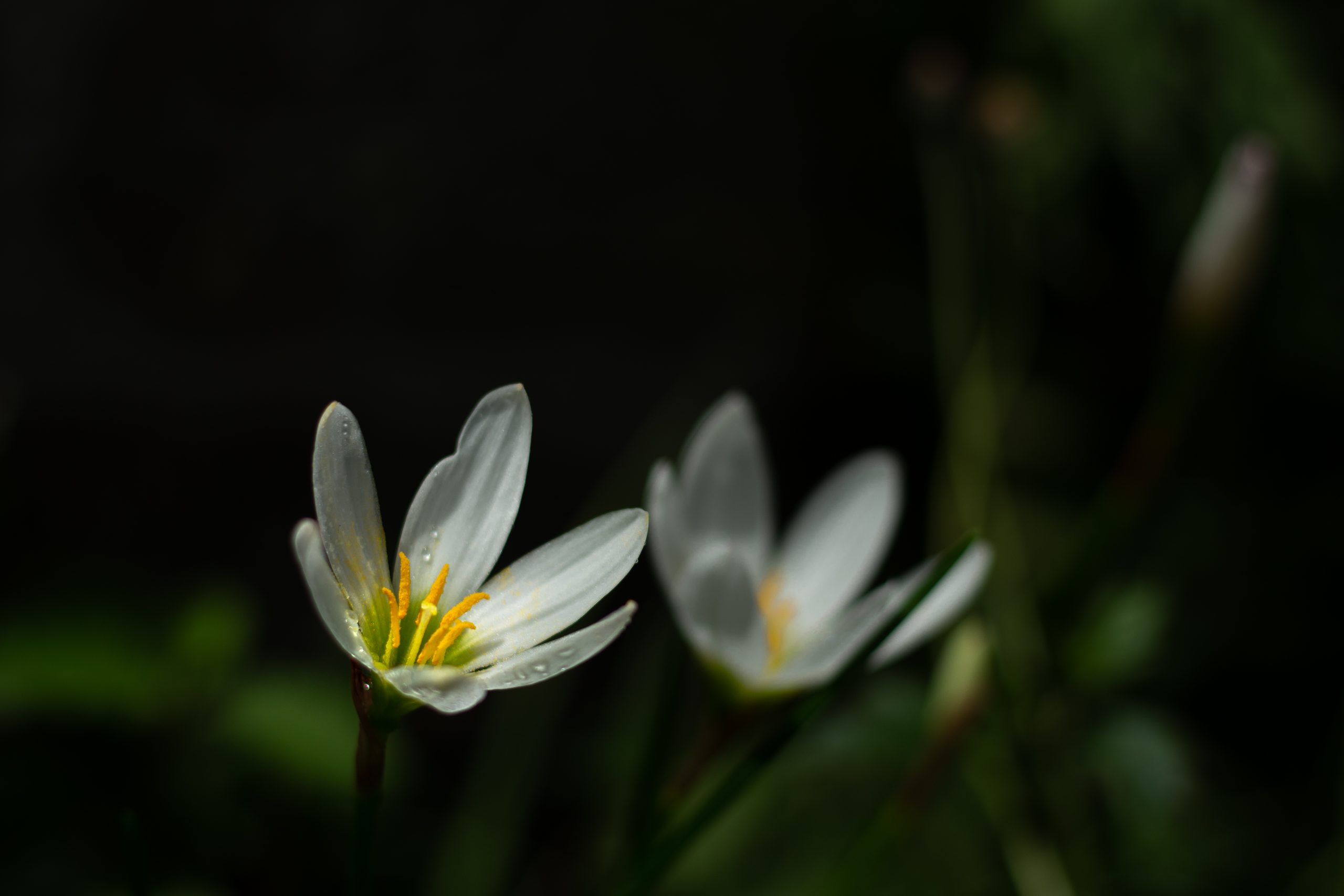 White flowers in a park