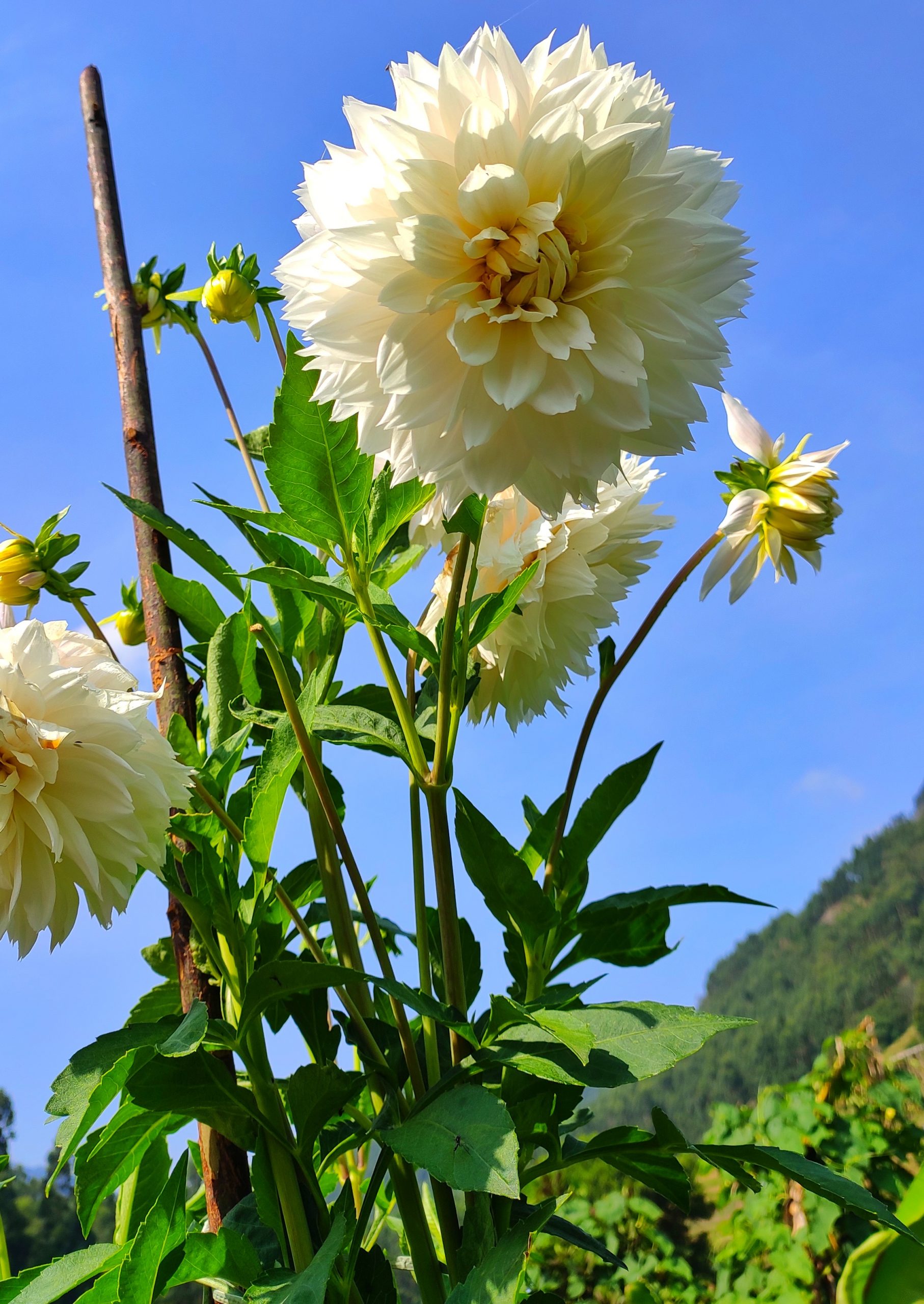 White flowers on a plant