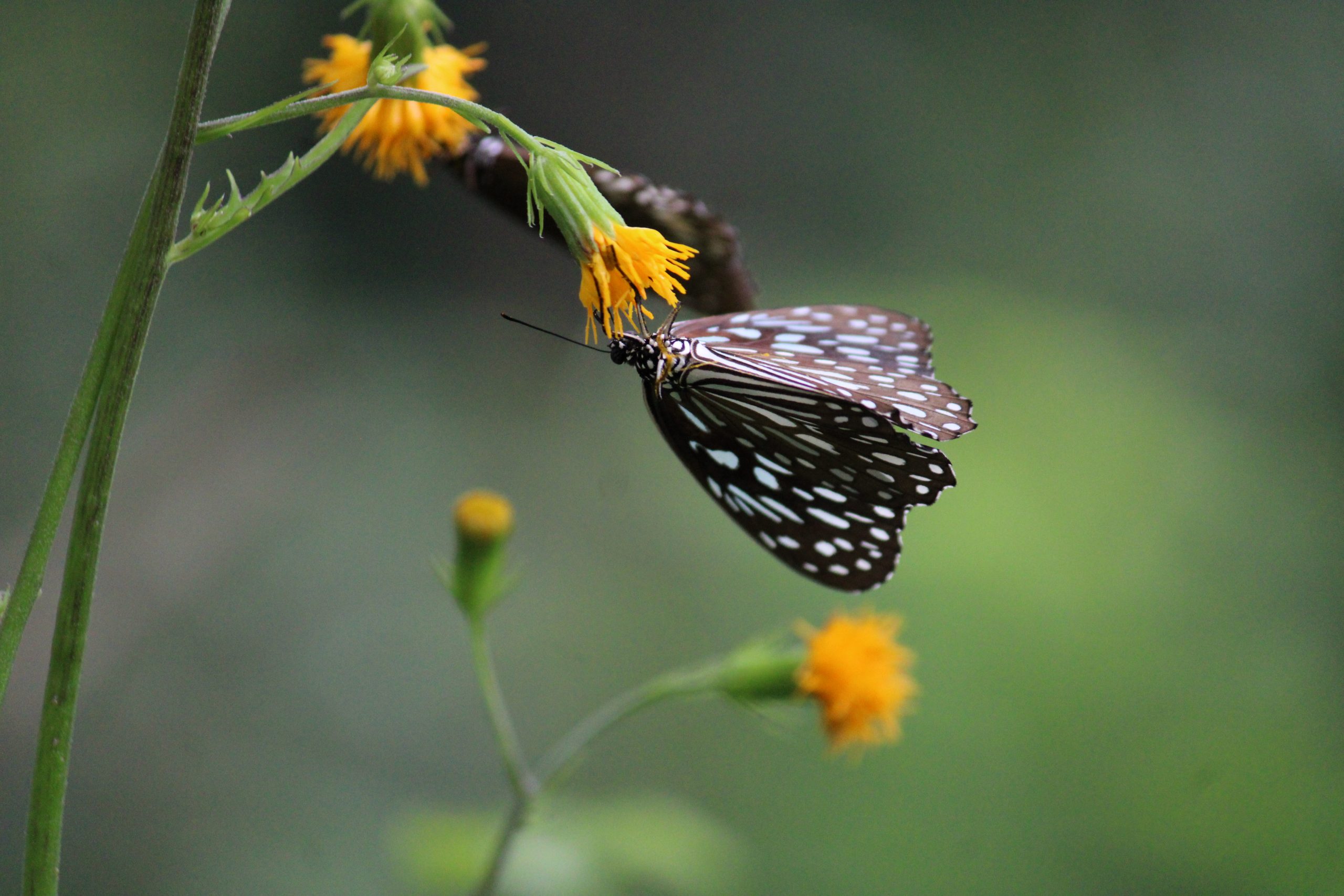 White spotted Butterfly