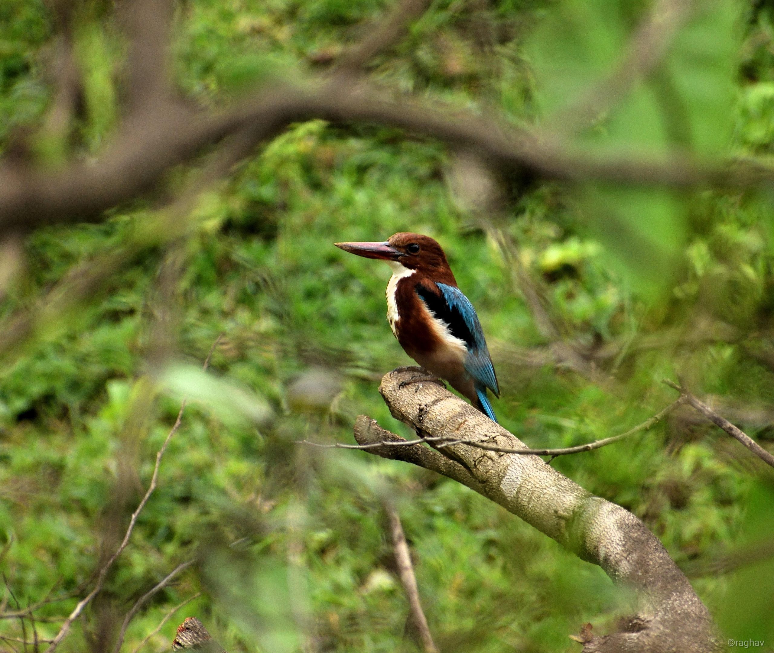 White throated kingfisher bird