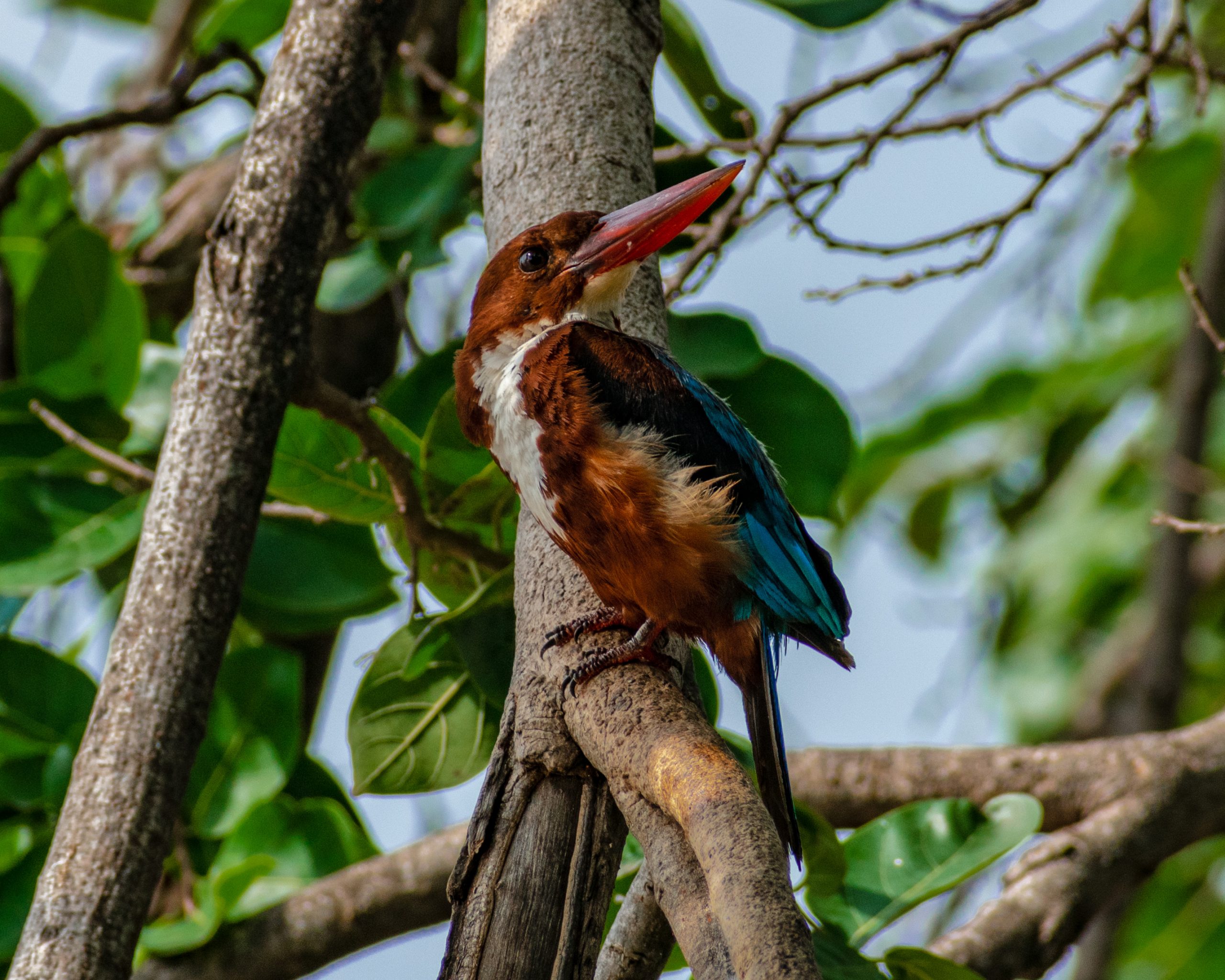 White-throated kingfisher sitting on a tree