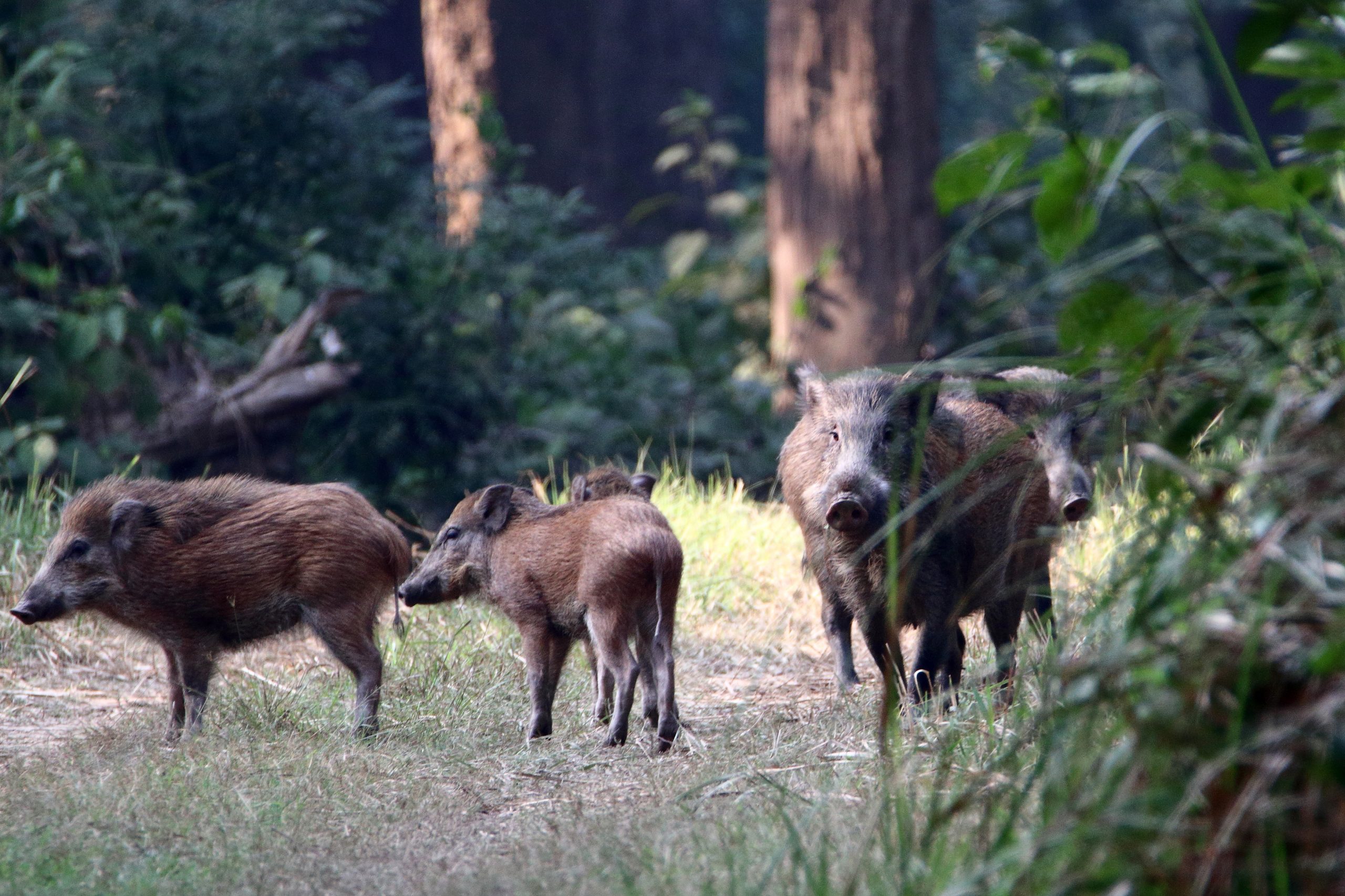 Wild pigs in the forest